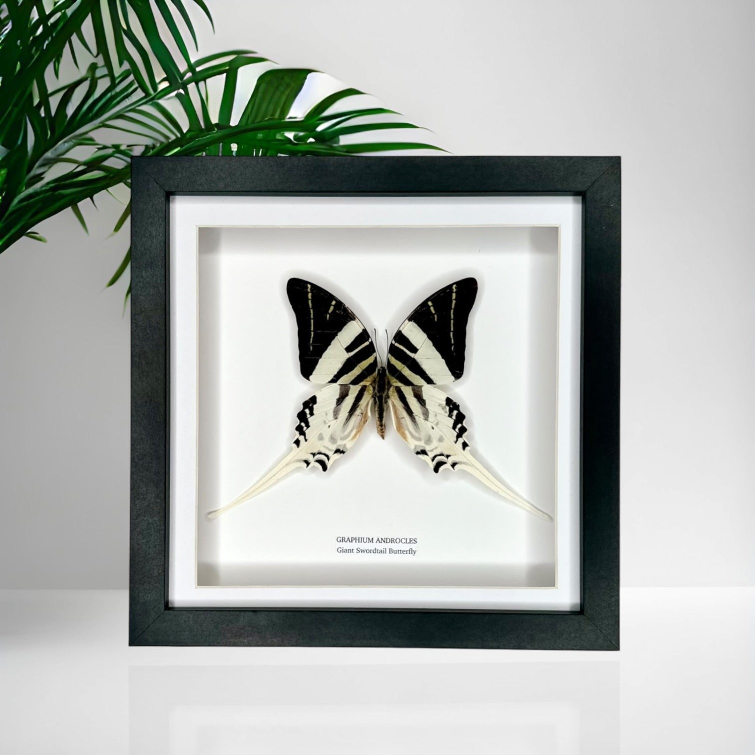 Giant Swordtail Butterfly | Graphium Androcles | Medium black shadow Frame - Taxidermy Entomology Home Decor Framed Natural Art handmade by cuteaholic gifts