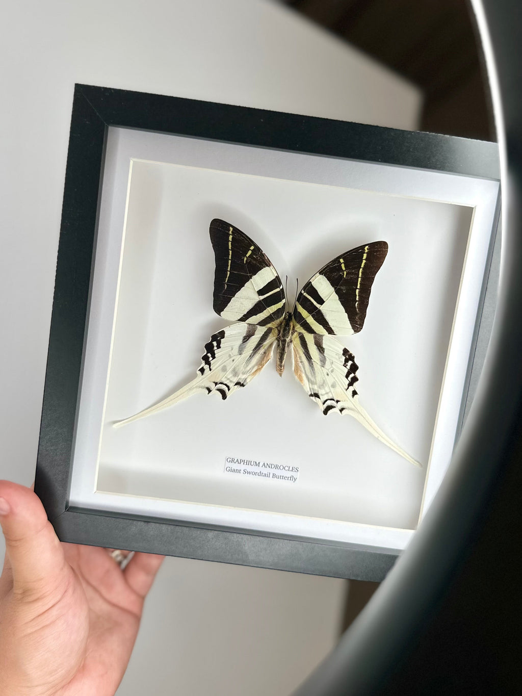 Giant Swordtail Butterfly | Graphium Androcles | Medium black shadow Frame - Taxidermy Entomology Home Decor Framed Natural Art handmade by cuteaholic gifts