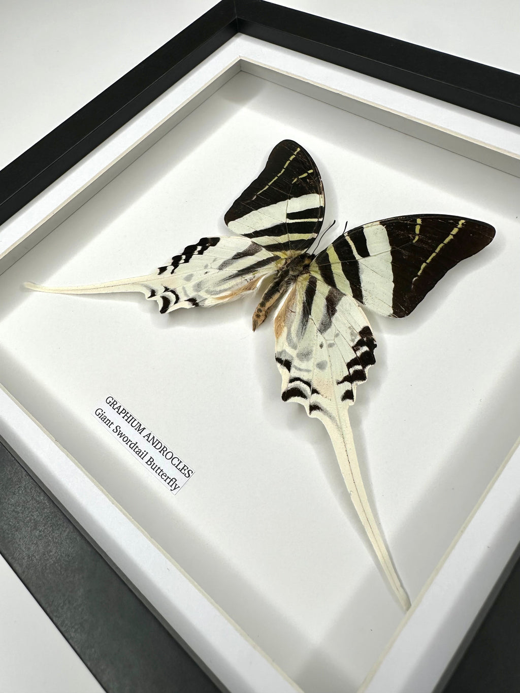 Giant Swordtail Butterfly | Graphium Androcles | Medium black shadow Frame - Taxidermy Entomology Home Decor Framed Natural Art handmade by cuteaholic gifts