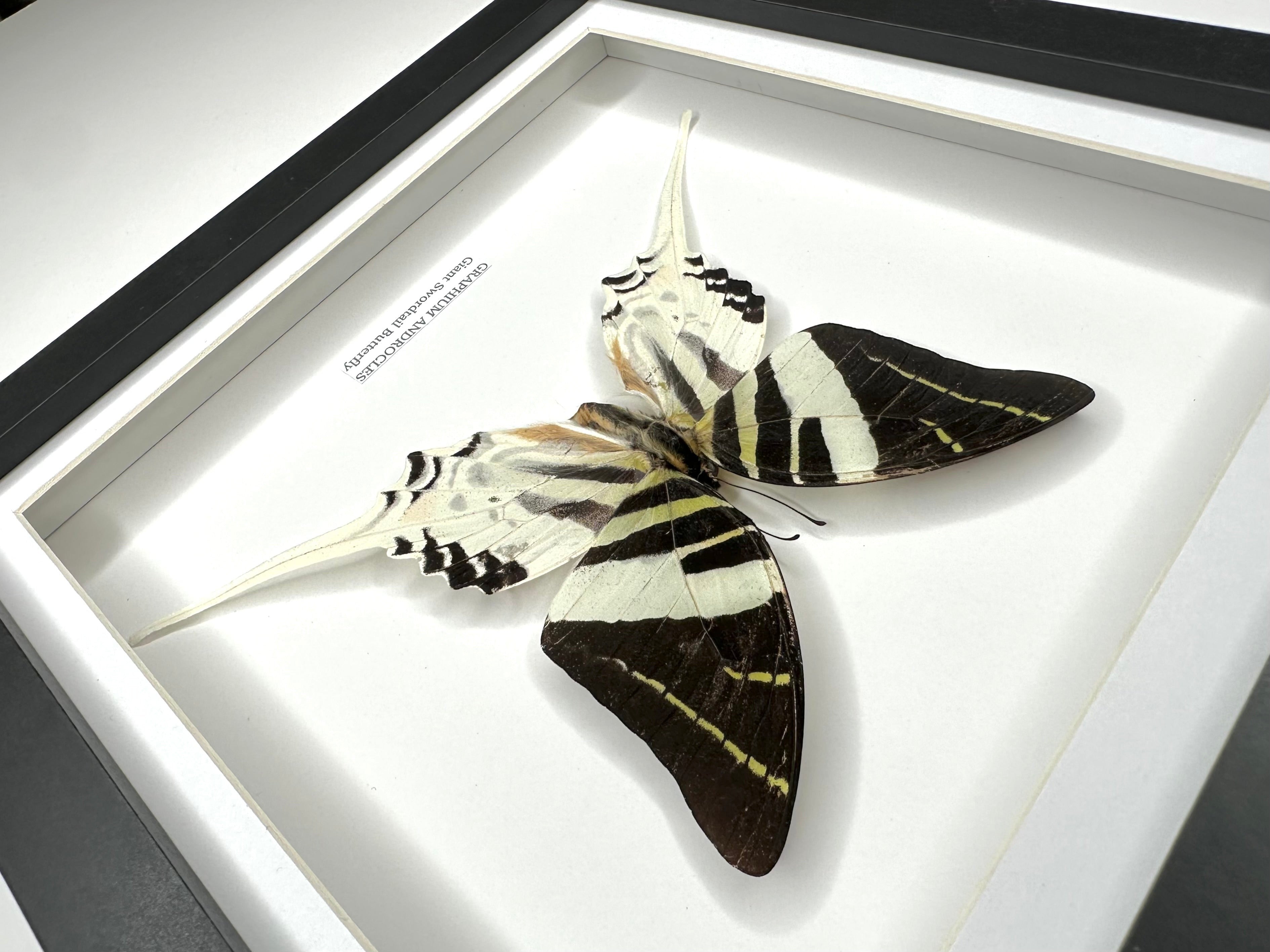 Giant Swordtail Butterfly | Graphium Androcles | Medium black shadow Frame - Taxidermy Entomology Home Decor Framed Natural Art handmade by cuteaholic gifts