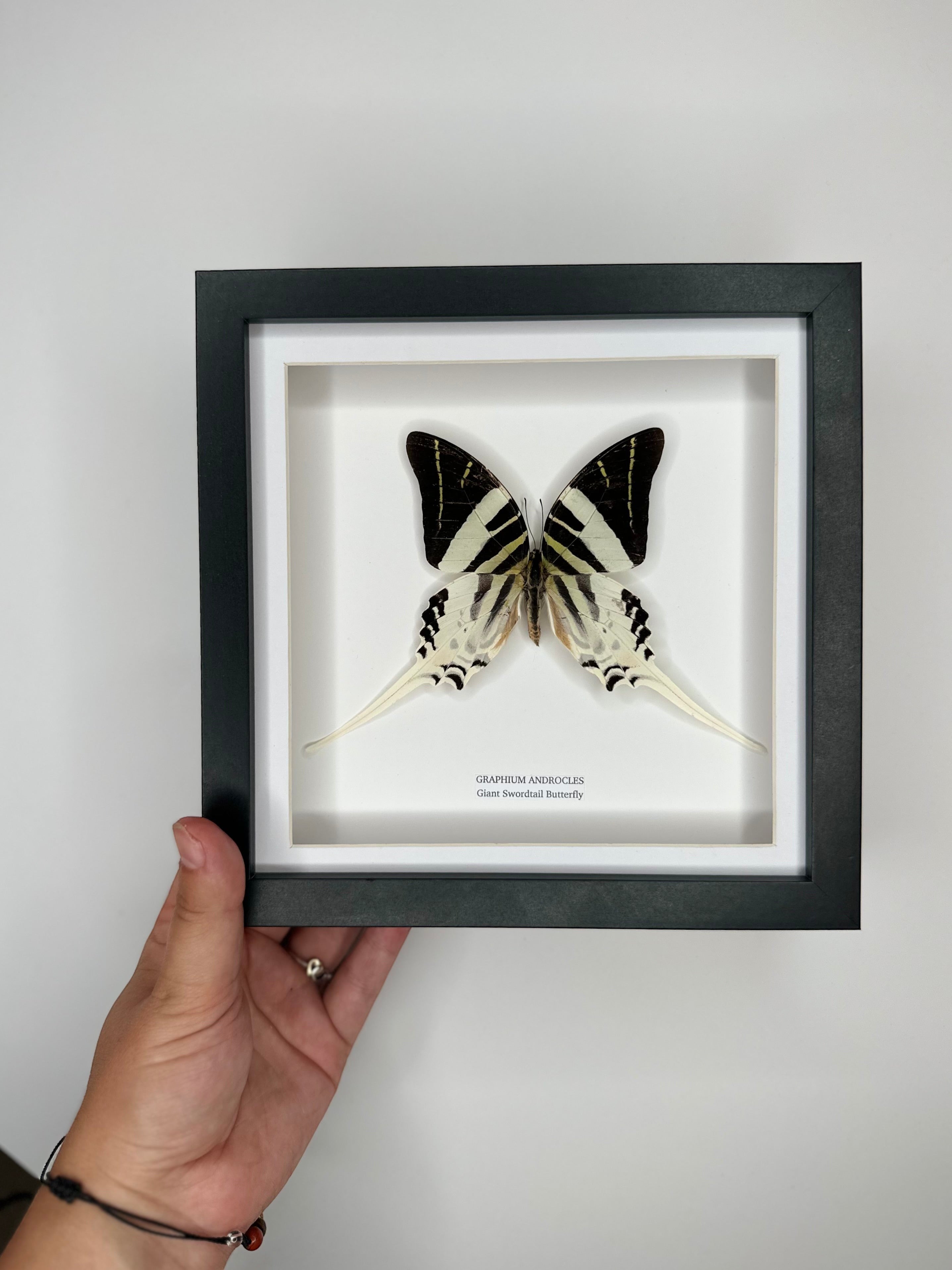 Giant Swordtail Butterfly | Graphium Androcles | Medium black shadow Frame - Taxidermy Entomology Home Decor Framed Natural Art handmade by cuteaholic gifts