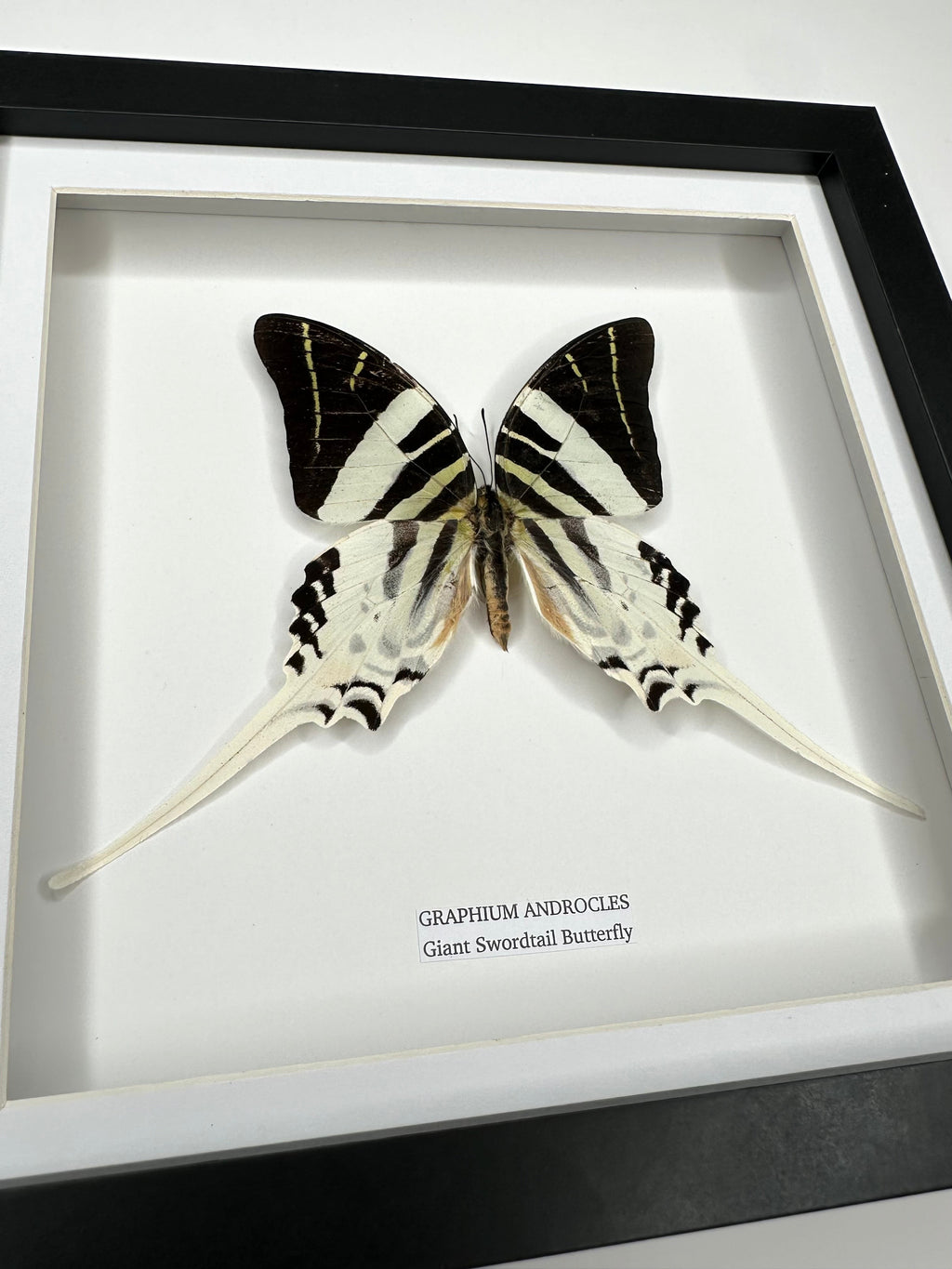 Giant Swordtail Butterfly | Graphium Androcles | Medium black shadow Frame - Taxidermy Entomology Home Decor Framed Natural Art handmade by cuteaholic gifts