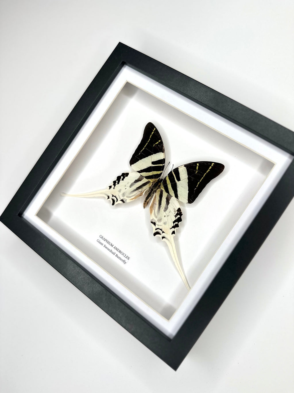 Giant Swordtail Butterfly | Graphium Androcles | Medium black shadow Frame - Taxidermy Entomology Home Decor Framed Natural Art handmade by cuteaholic gifts