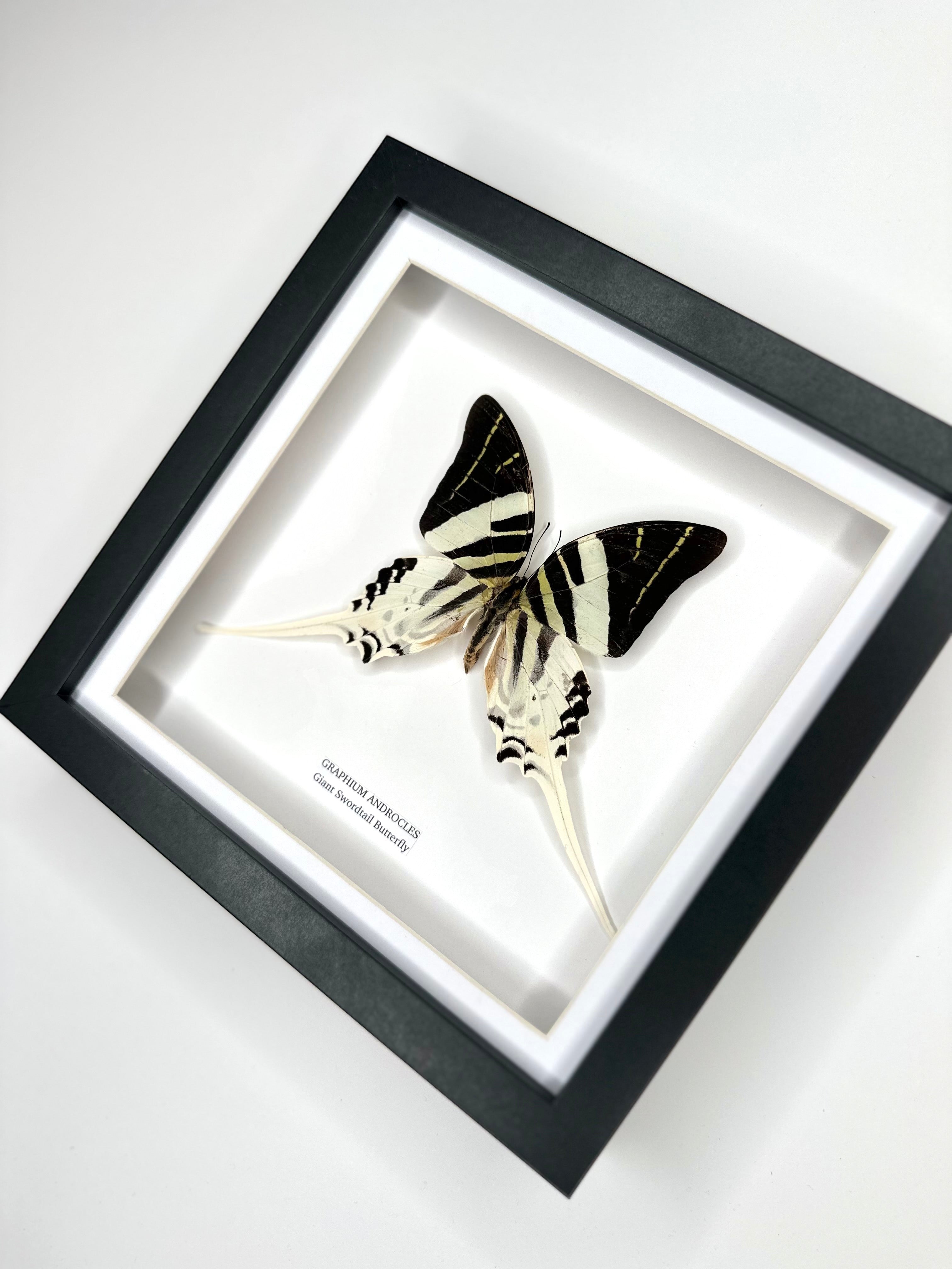 Giant Swordtail Butterfly | Graphium Androcles | Medium black shadow Frame - Taxidermy Entomology Home Decor Framed Natural Art handmade by cuteaholic gifts