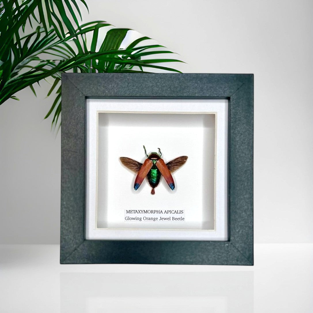 Glowing Orange Beetle | Small Frame • Taxidermy Entomology Home Decor Framed Art