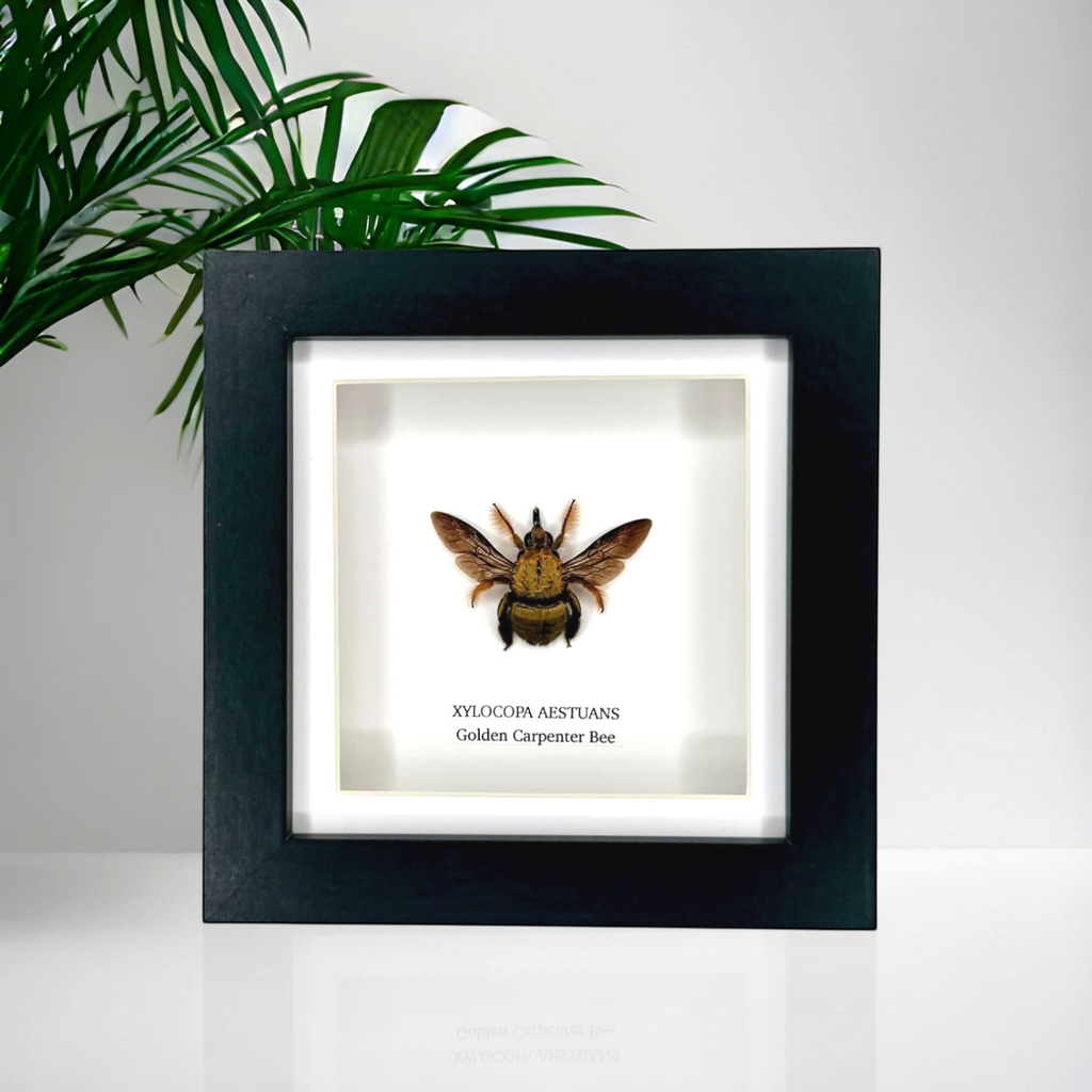 Gold Carpenter Bee | Xylocopa Aestuans | Small black deep Frame - Taxidermy Entomology Home Decor Framed Natural Art handmade by cuteaholic gifts