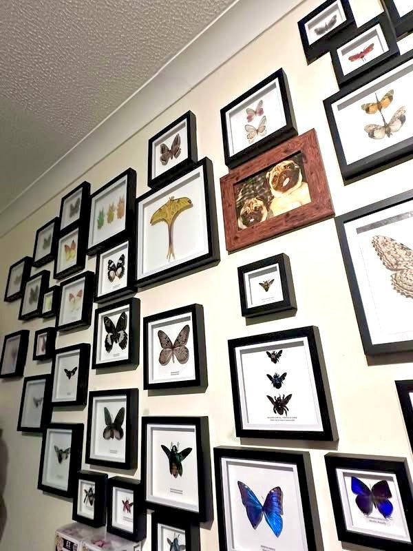 Gold Carpenter Bee | Xylocopa Aestuans | Small black deep Frame - Taxidermy Entomology Home Decor Framed Natural Art handmade by cuteaholic gifts