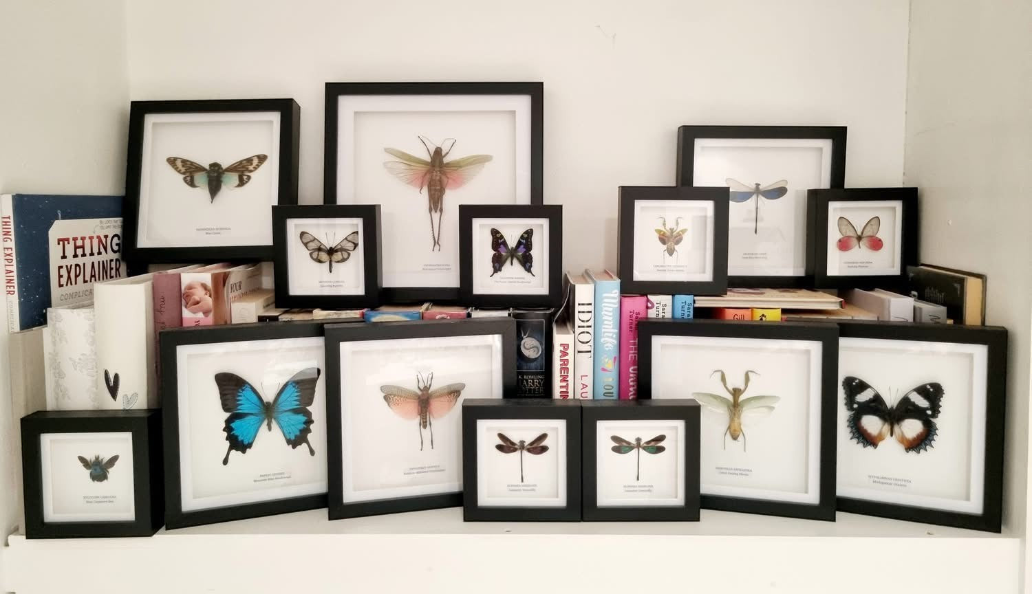 Great Blue Metal-wing Damselfly also known as Neurobasis Kaupi | mounted handmade in a deep black shadow Medium Frame - Taxidermy Entomology Home Decor Framed Natural Art by cuteaholic gifts