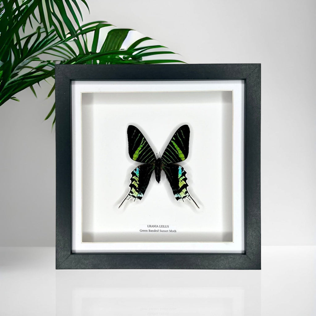 Green Banded Sunset Moth | Urania Leilus | Medium Deep black shadow Frame - Taxidermy Entomology Home Decor Framed Natural Art handmade by cuteaholic gifts