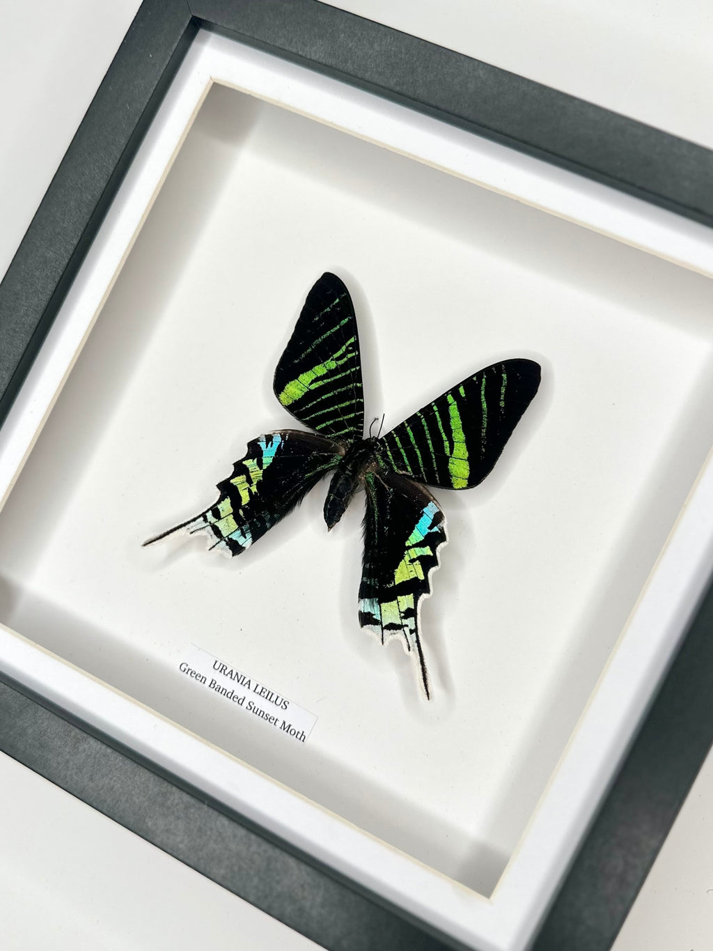 Green Banded Sunset Moth | Urania Leilus | Medium Deep black shadow Frame - Taxidermy Entomology Home Decor Framed Natural Art handmade by cuteaholic gifts
