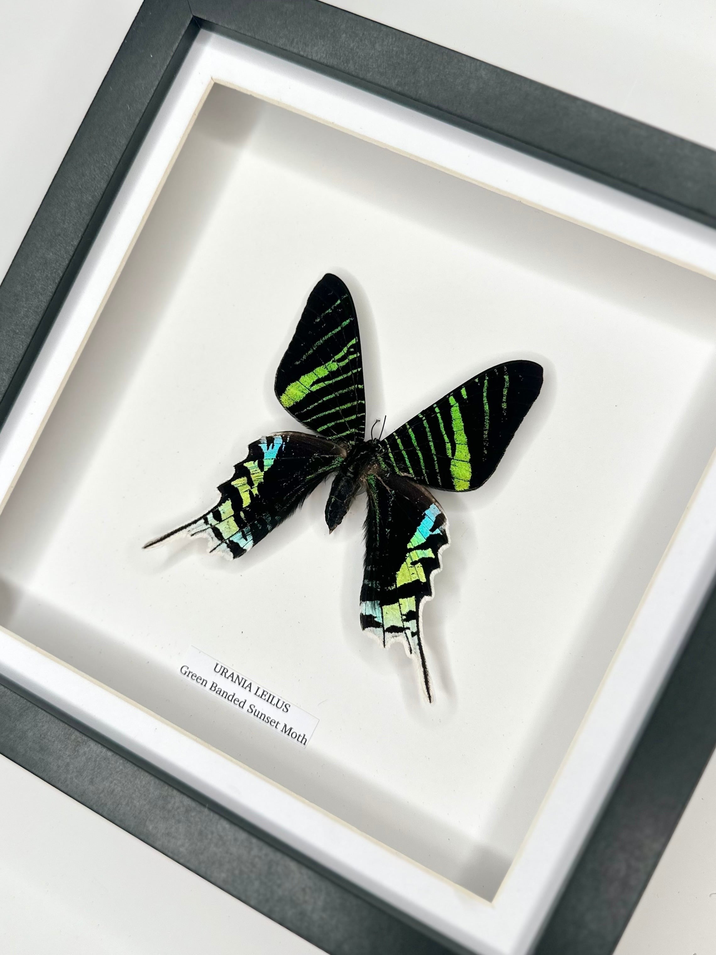 Green Banded Sunset Moth | Urania Leilus | Medium Deep black shadow Frame - Taxidermy Entomology Home Decor Framed Natural Art handmade by cuteaholic gifts