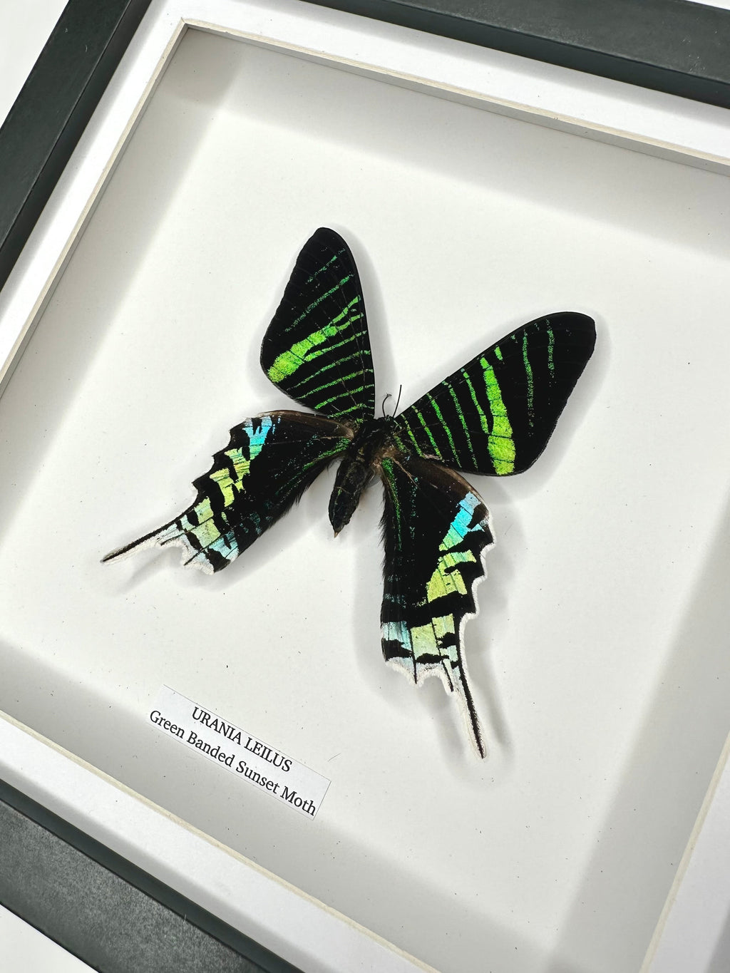 Green Banded Sunset Moth | Urania Leilus | Medium Deep black shadow Frame - Taxidermy Entomology Home Decor Framed Natural Art handmade by cuteaholic gifts
