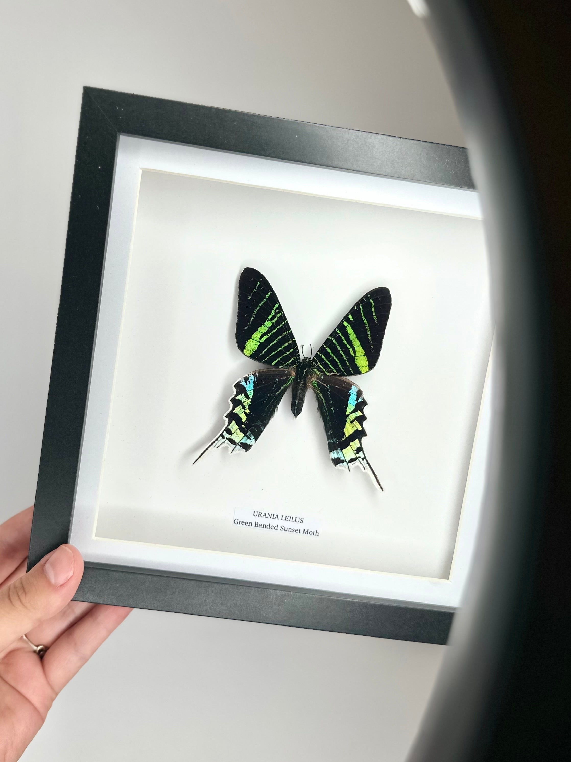 Green Banded Sunset Moth | Urania Leilus | Medium Deep black shadow Frame - Taxidermy Entomology Home Decor Framed Natural Art handmade by cuteaholic gifts