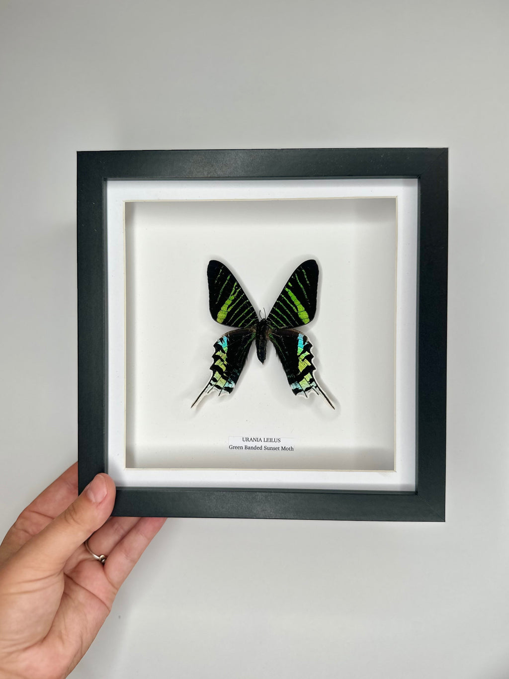 Green Banded Sunset Moth | Urania Leilus | Medium Deep black shadow Frame - Taxidermy Entomology Home Decor Framed Natural Art handmade by cuteaholic gifts