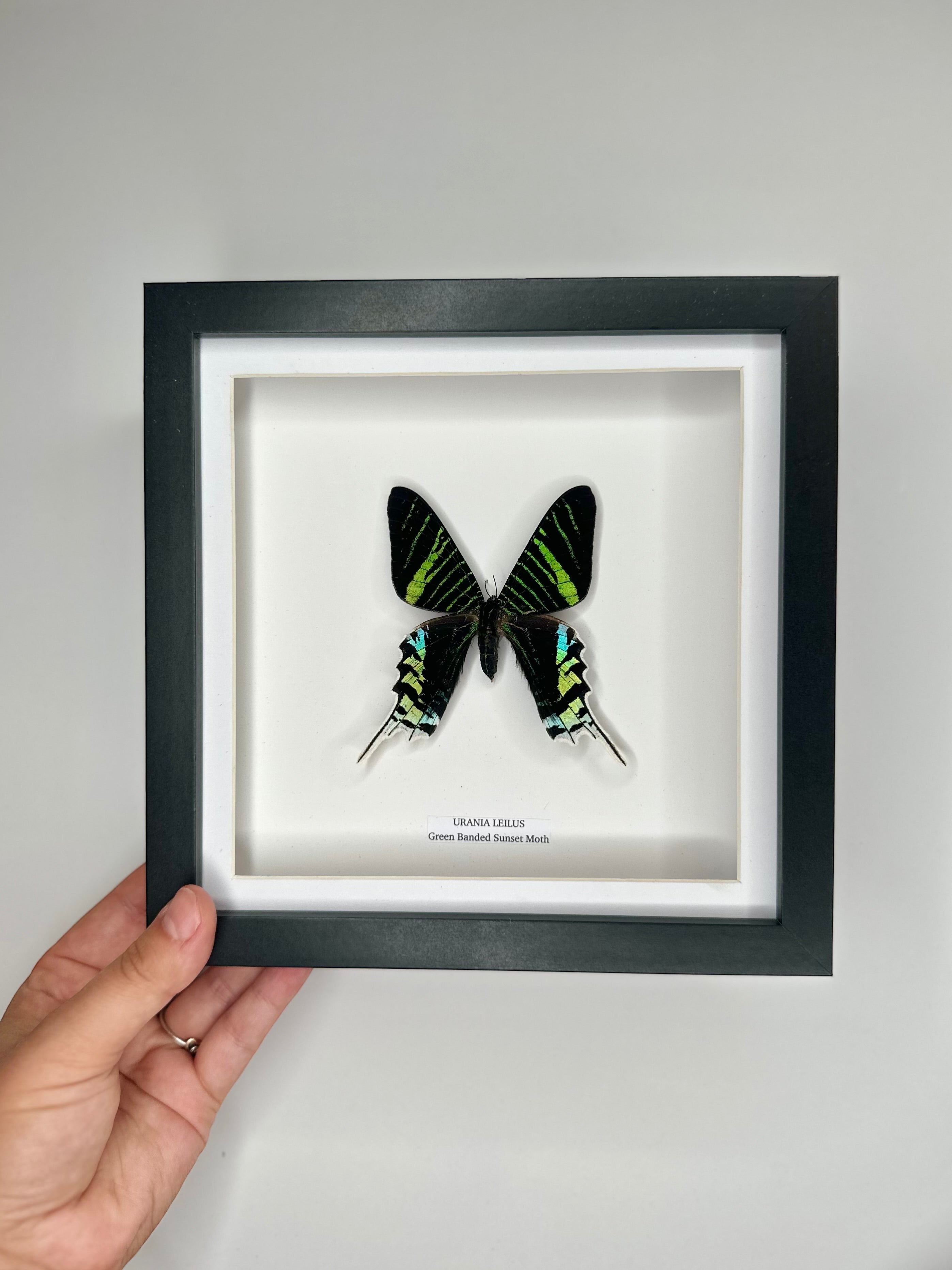 Green Banded Sunset Moth | Urania Leilus | Medium Deep black shadow Frame - Taxidermy Entomology Home Decor Framed Natural Art handmade by cuteaholic gifts