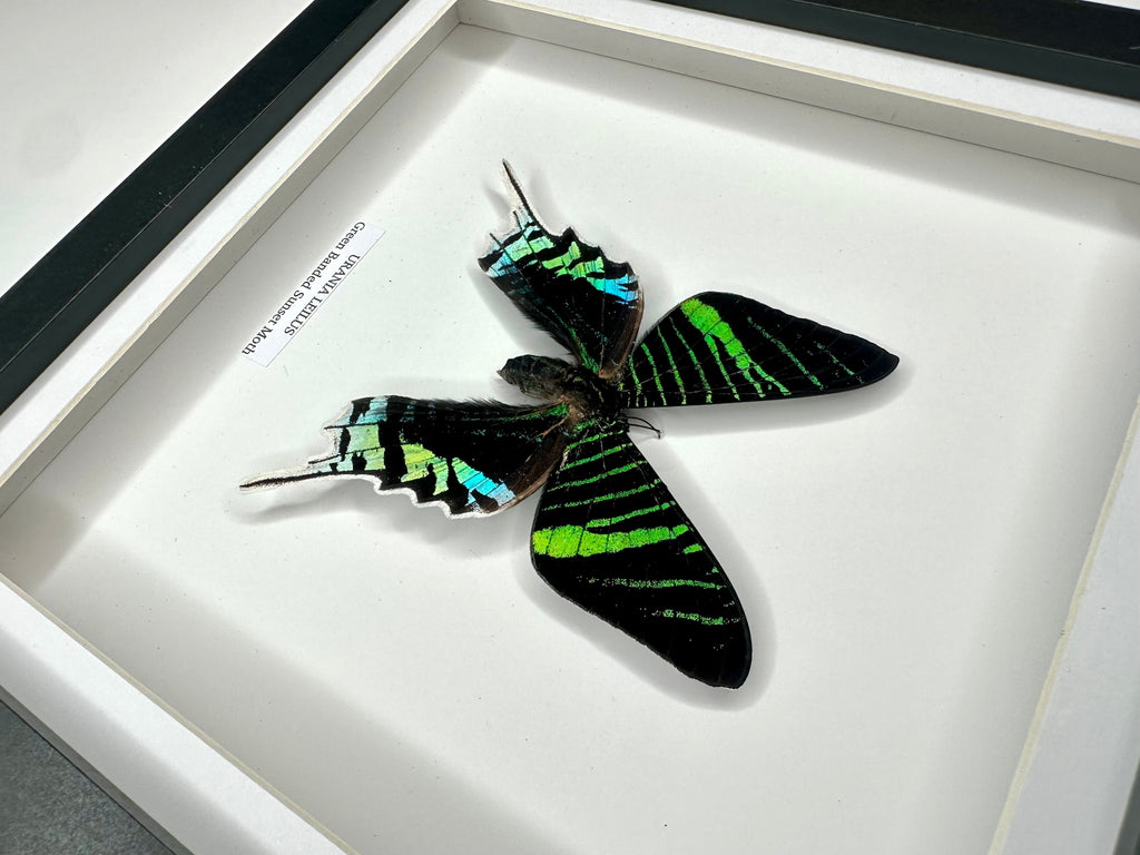 Green Banded Sunset Moth | Urania Leilus | Medium Deep black shadow Frame - Taxidermy Entomology Home Decor Framed Natural Art handmade by cuteaholic gifts