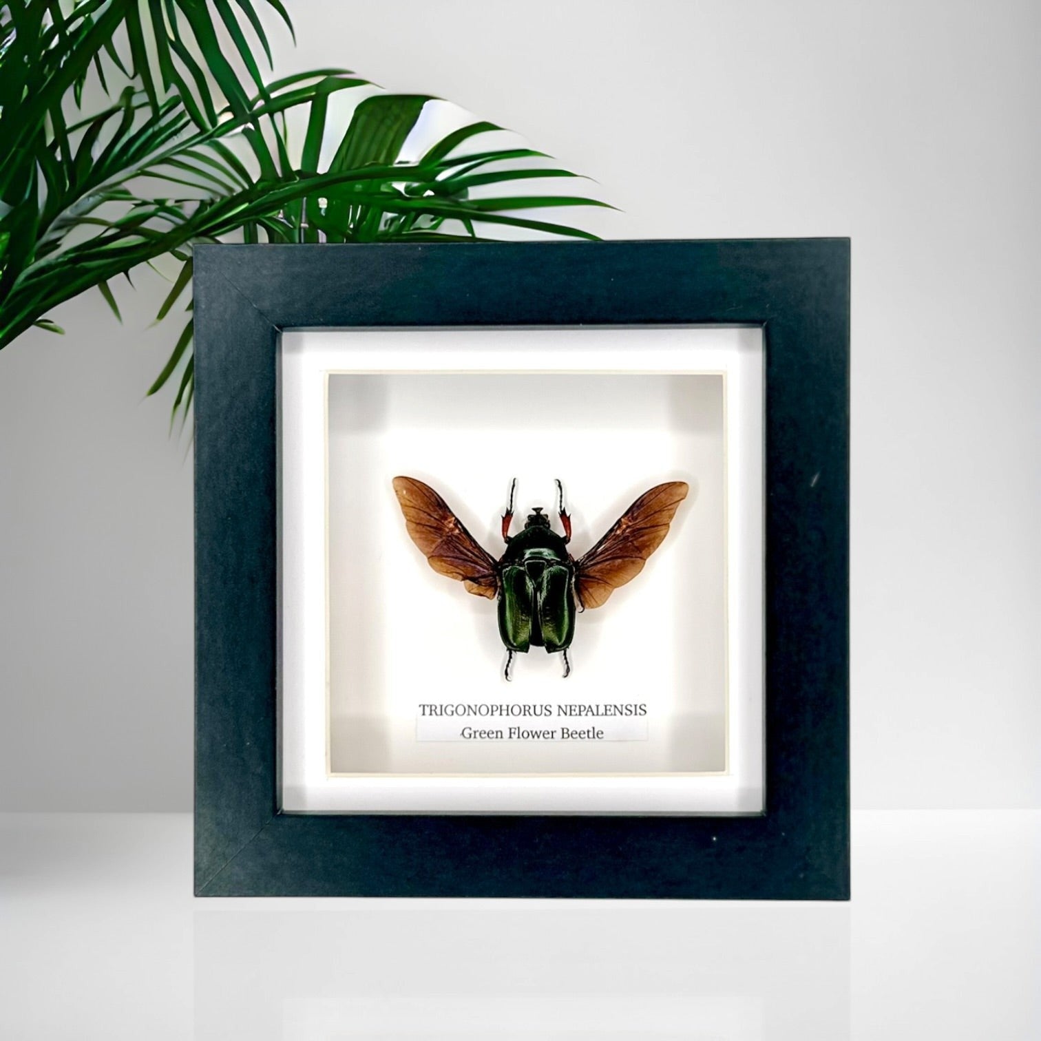 Green Flower Beetle | Trigonophorus Nepalensis | Small deep black shadow Frame - Insect Taxidermy Entomology Home Decor Framed Natural Art handmade by cuteaholic gifts