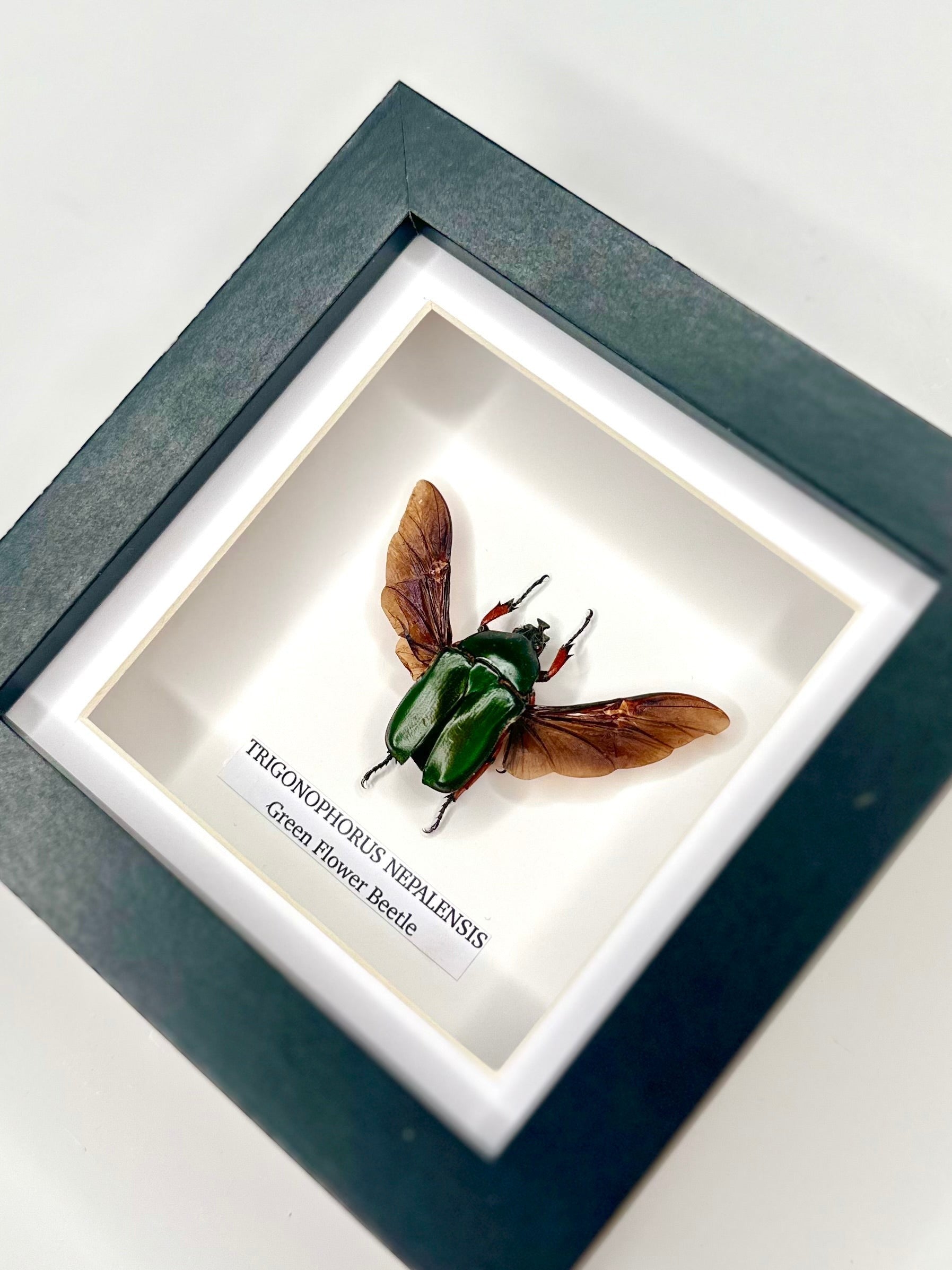 Green Flower Beetle | Trigonophorus Nepalensis | Small deep black shadow Frame - Insect Taxidermy Entomology Home Decor Framed Natural Art handmade by cuteaholic gifts