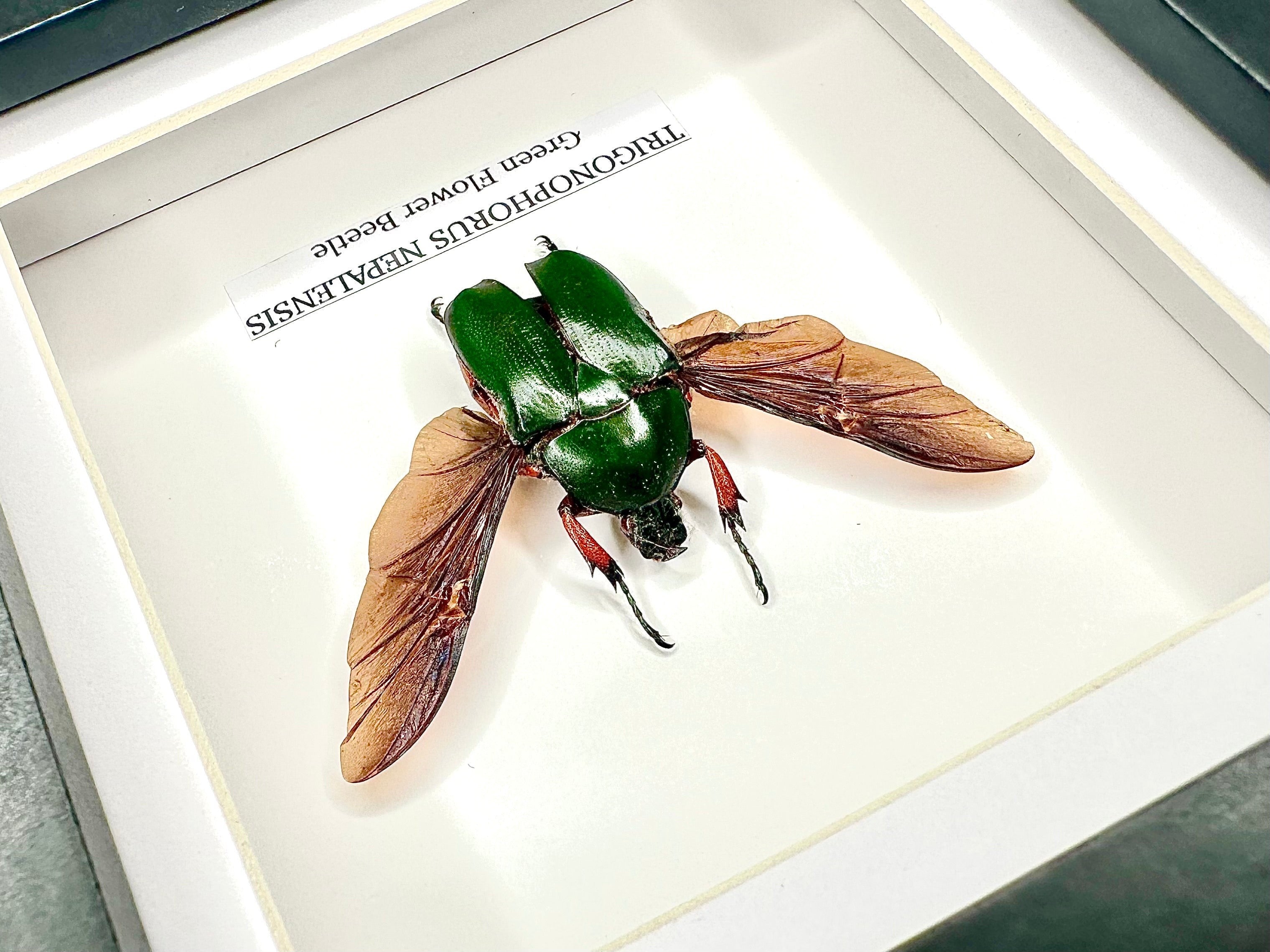 Green Flower Beetle | Trigonophorus Nepalensis | Small deep black shadow Frame - Insect Taxidermy Entomology Home Decor Framed Natural Art handmade by cuteaholic gifts