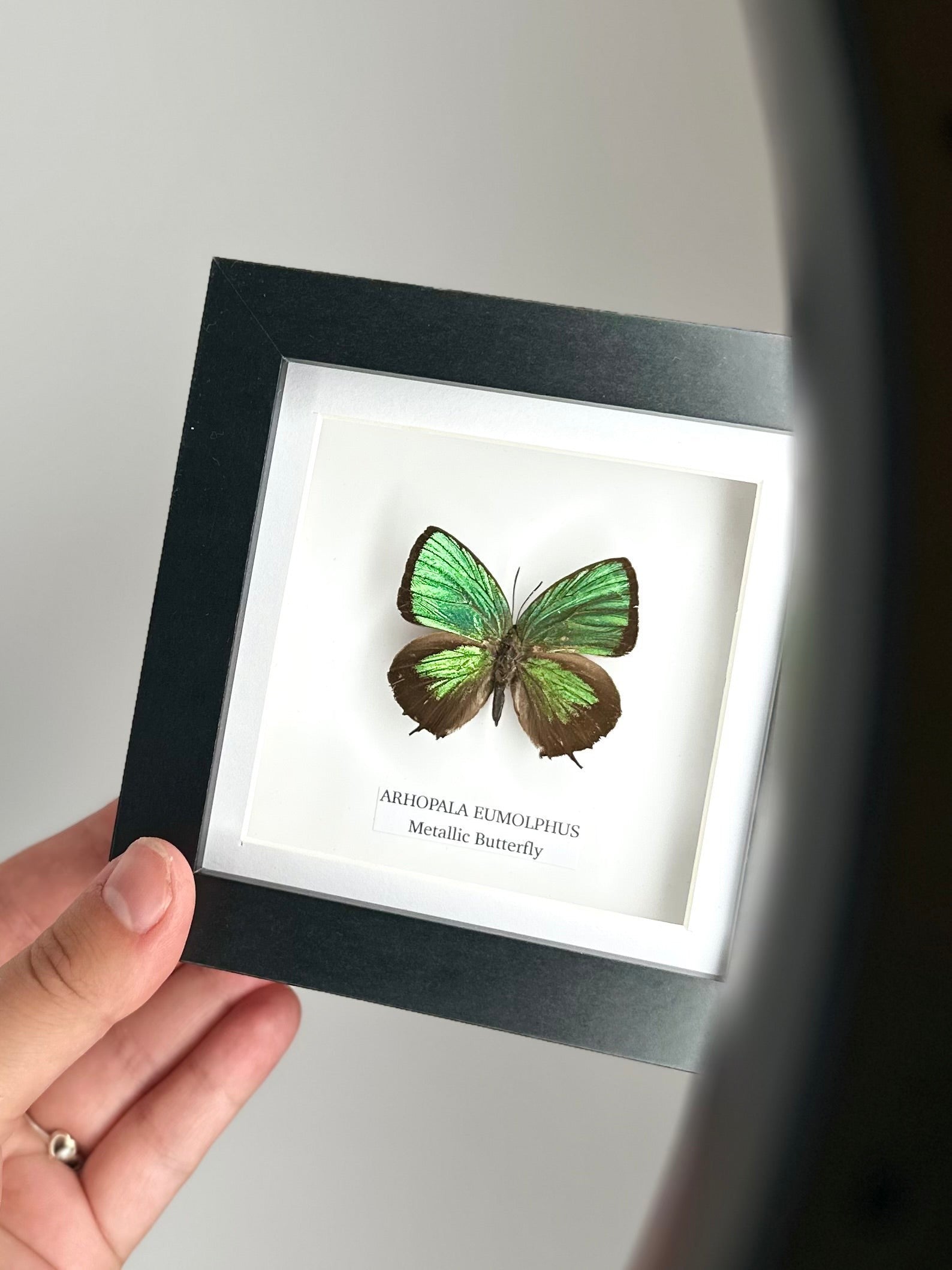 Green Metallic Butterfly | Arhopala Eumolphus | deep black shadow Small Frame - Taxidermy Entomology Home Decor Framed Natural Art handmade by cuteaholic gifts