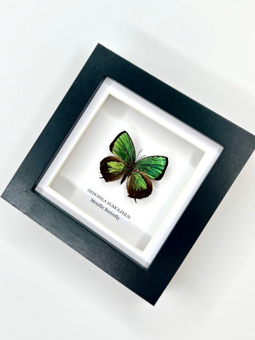 Green Metallic Butterfly | Arhopala Eumolphus | deep black shadow Small Frame - Taxidermy Entomology Home Decor Framed Natural Art handmade by cuteaholic gifts