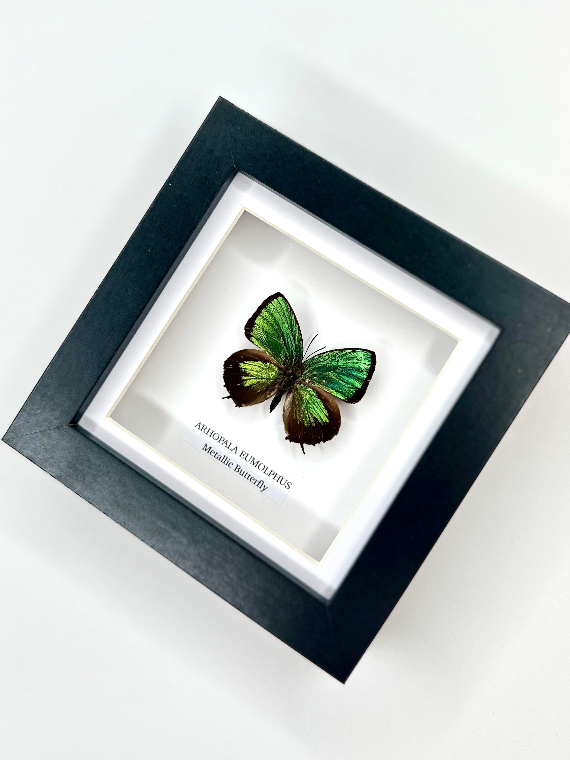 Green Metallic Butterfly | Arhopala Eumolphus | deep black shadow Small Frame - Taxidermy Entomology Home Decor Framed Natural Art handmade by cuteaholic gifts