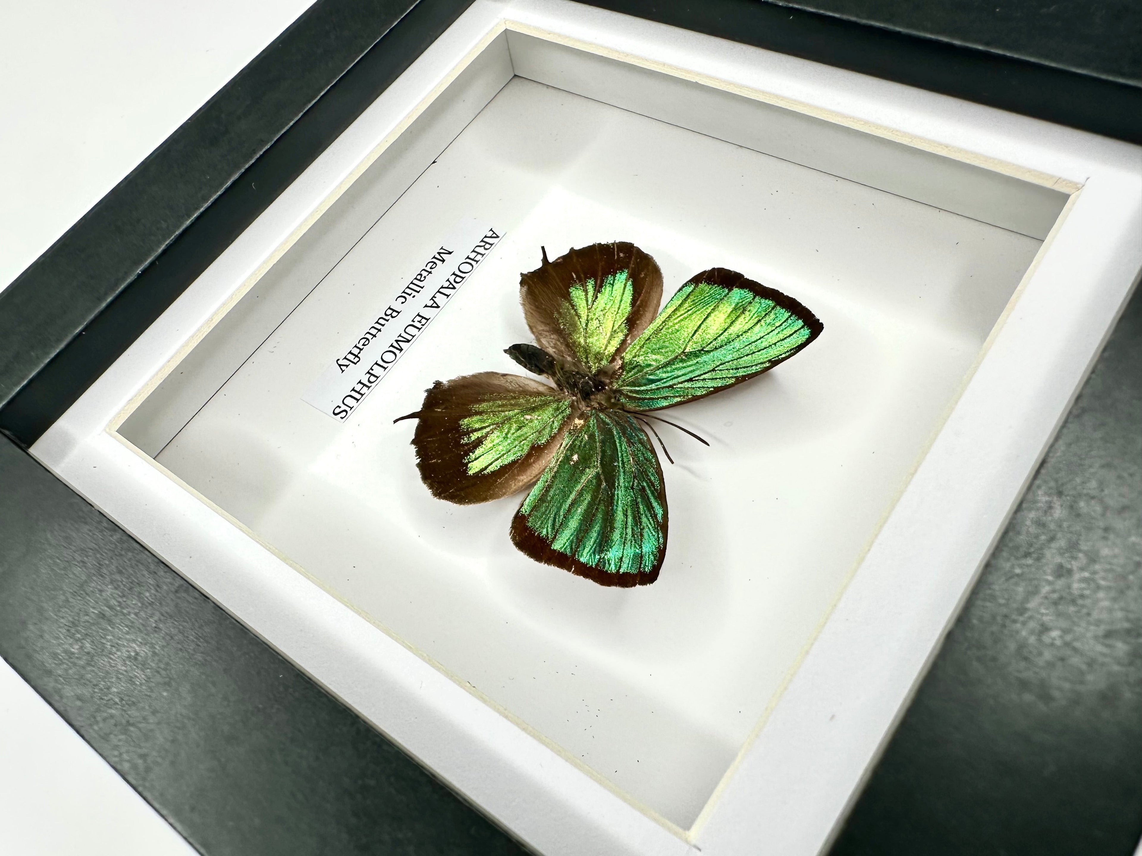 Green Metallic Butterfly | Arhopala Eumolphus | deep black shadow Small Frame - Taxidermy Entomology Home Decor Framed Natural Art handmade by cuteaholic gifts