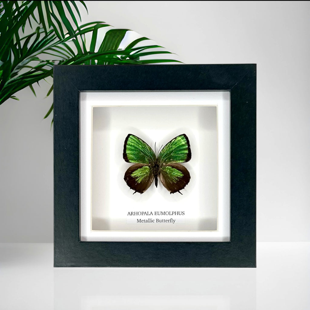Green Metallic Butterfly | Arhopala Eumolphus | deep black shadow Small Frame - Taxidermy Entomology Home Decor Framed Natural Art handmade by cuteaholic gifts