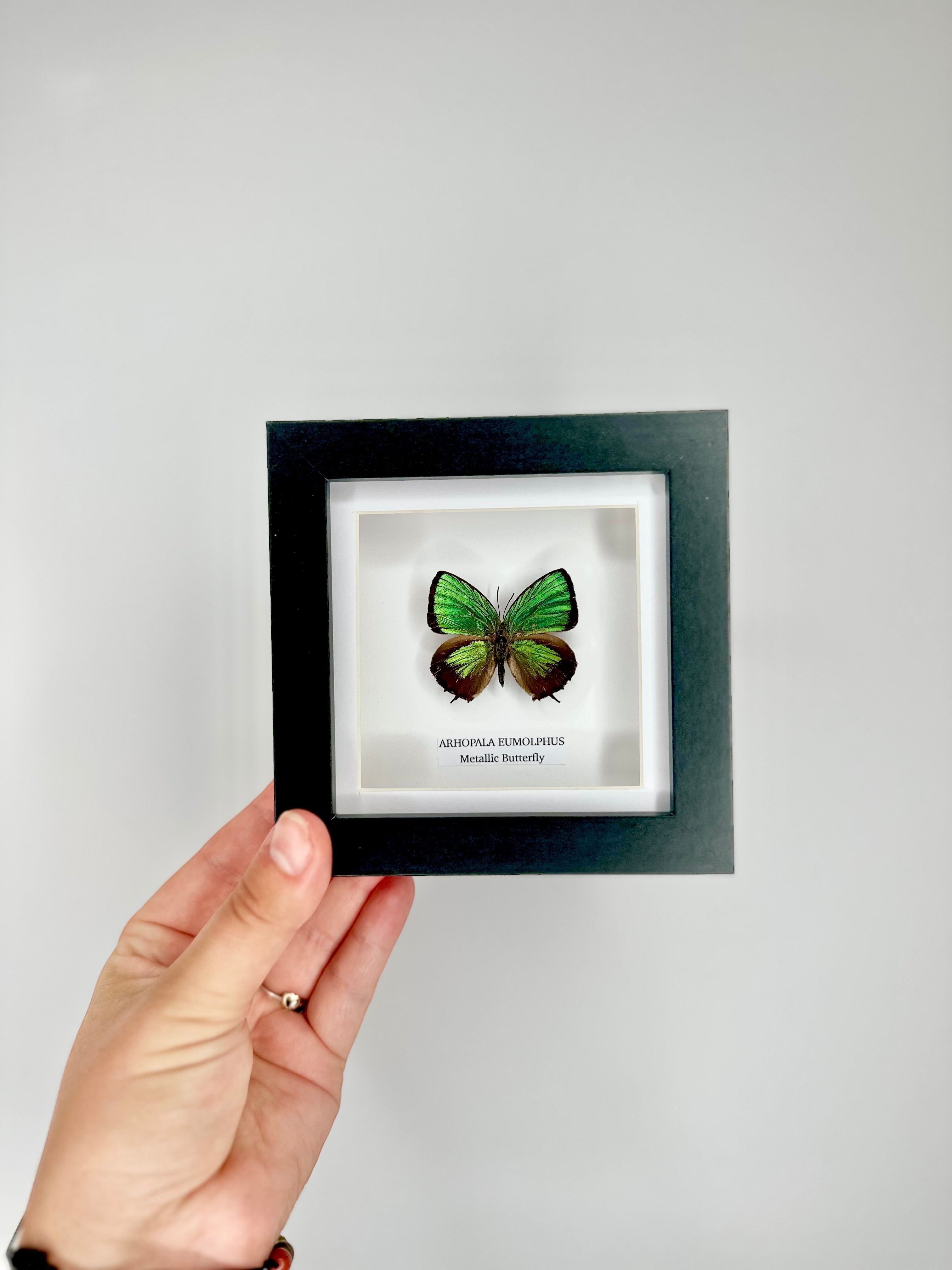 Green Metallic Butterfly | Arhopala Eumolphus | deep black shadow Small Frame - Taxidermy Entomology Home Decor Framed Natural Art handmade by cuteaholic gifts