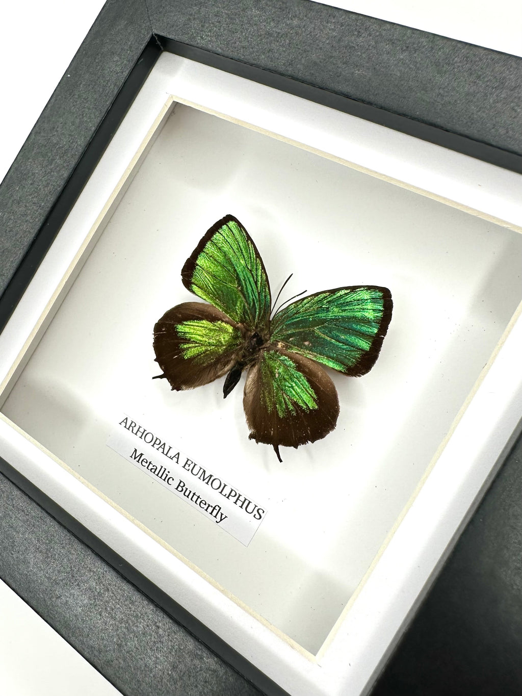 Green Metallic Butterfly | Arhopala Eumolphus | deep black shadow Small Frame - Taxidermy Entomology Home Decor Framed Natural Art handmade by cuteaholic gifts