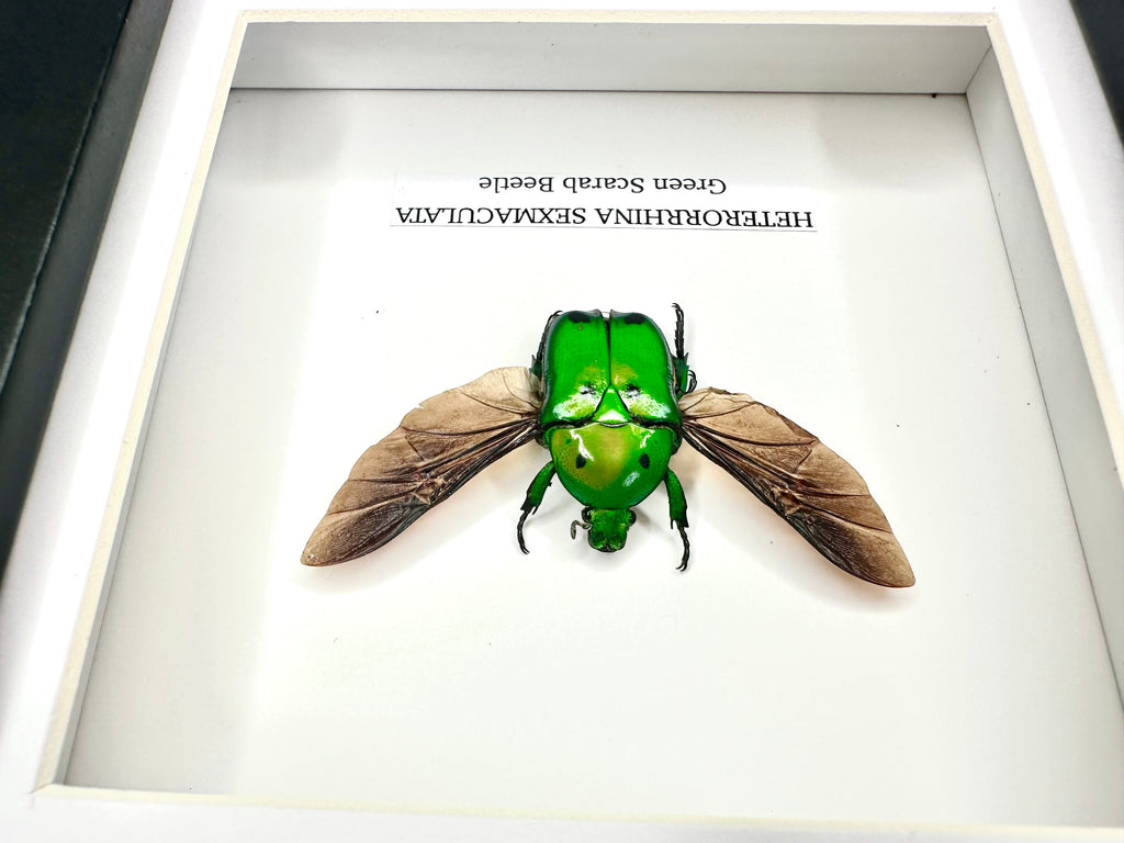 Green Scarab Beetle | Heterorrhina sexmaculata | In a Small Black shadow deep Frame - Insect Taxidermy Entomology Home Decor Framed Natural Art Handmade by cuteaholic gifts