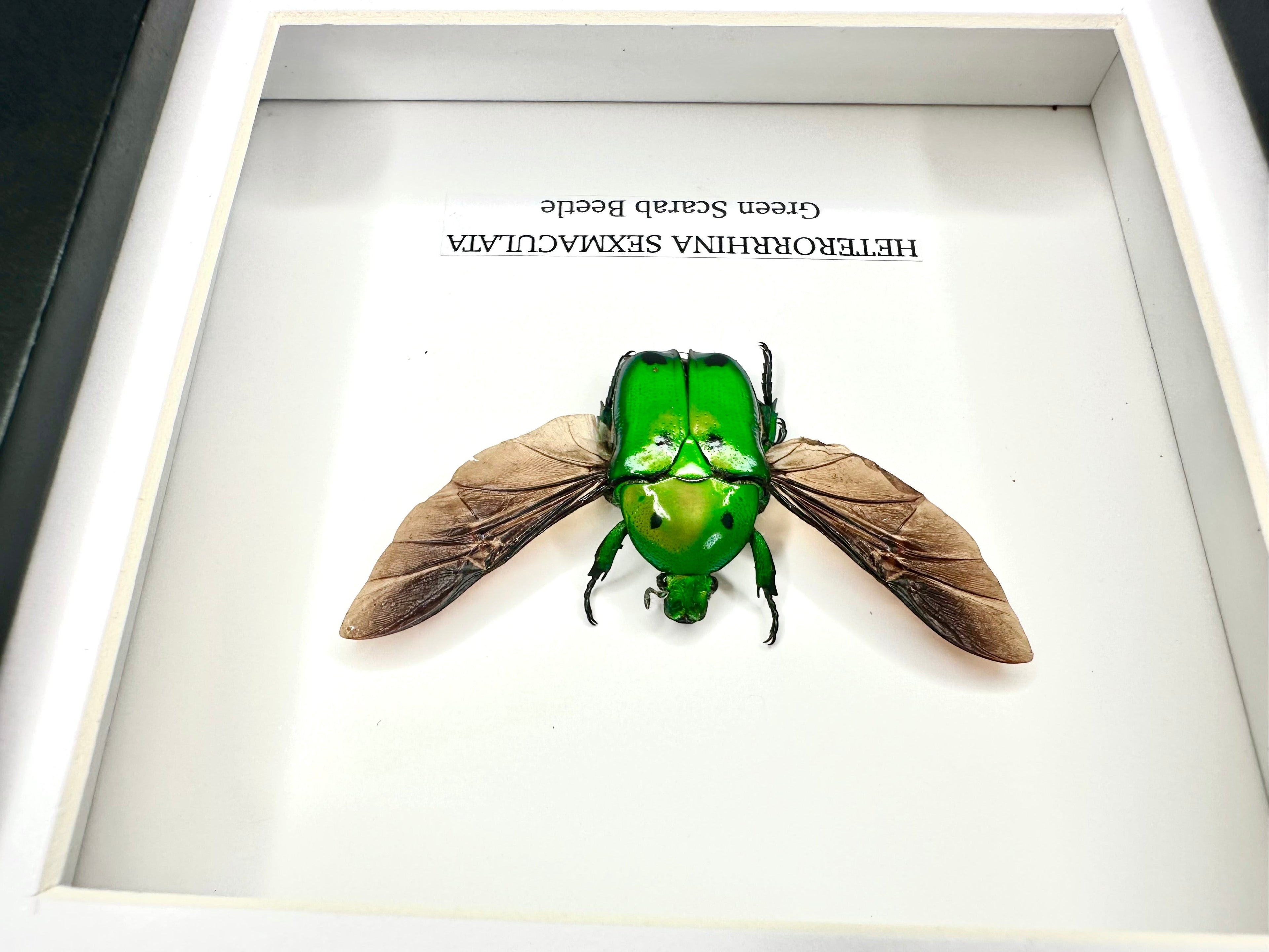 Green Scarab Beetle | Heterorrhina sexmaculata | In a Small Black shadow deep Frame - Insect Taxidermy Entomology Home Decor Framed Natural Art Handmade by cuteaholic gifts