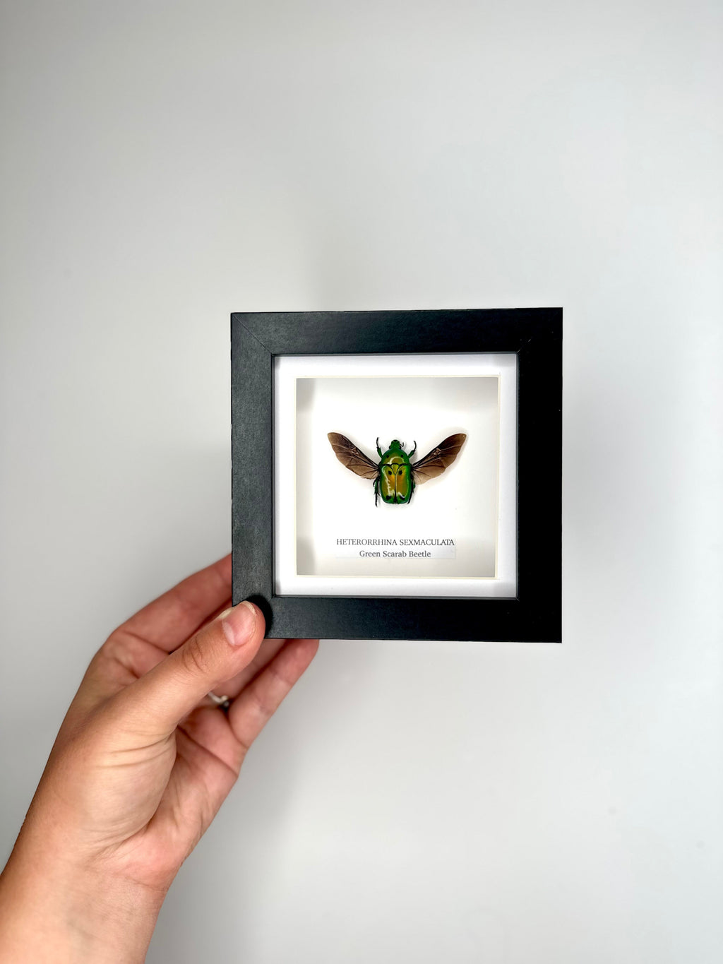 Green Scarab Beetle | Heterorrhina sexmaculata | In a Small Black shadow deep Frame - Insect Taxidermy Entomology Home Decor Framed Natural Art Handmade by cuteaholic gifts