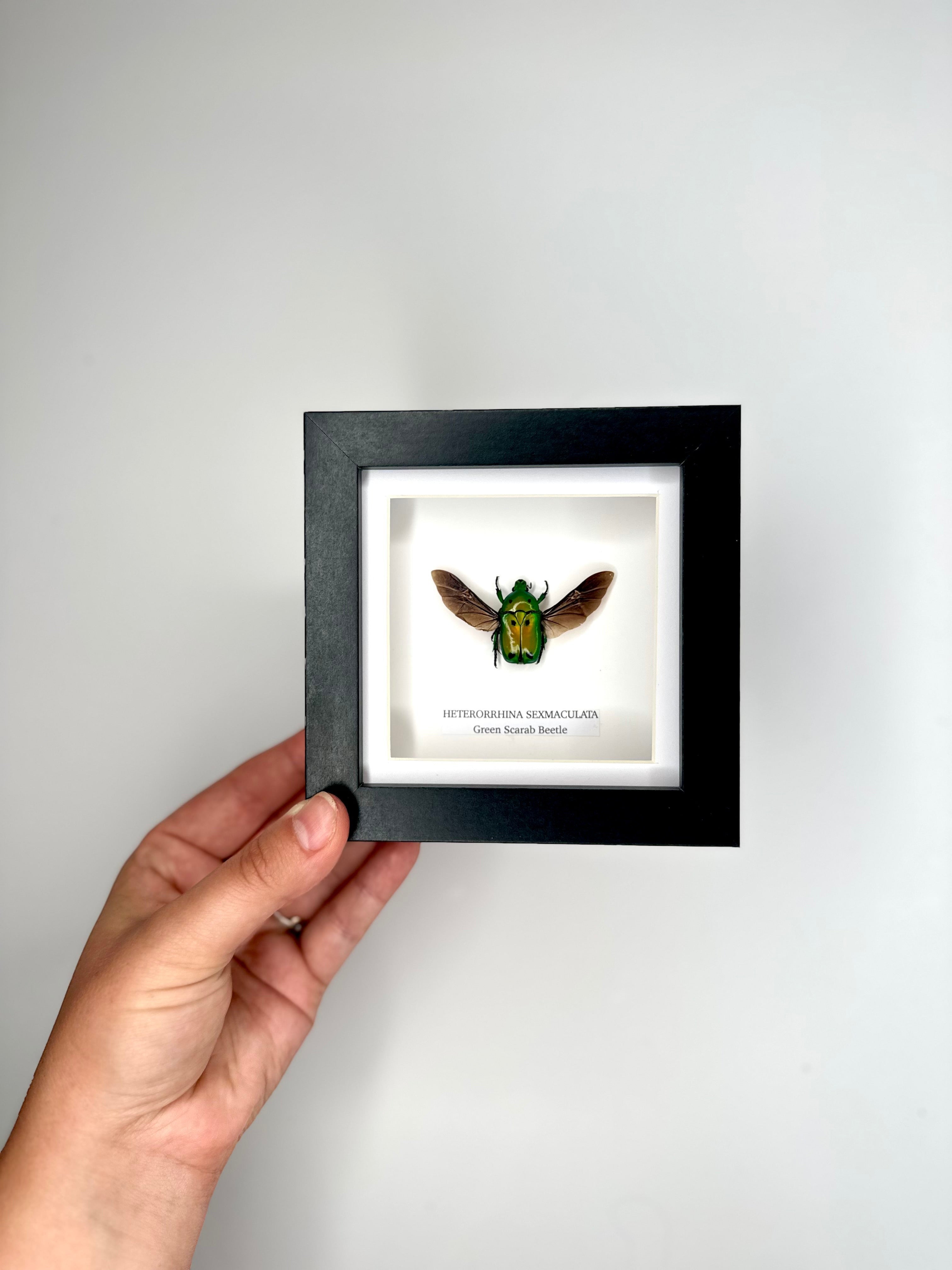 Green Scarab Beetle | Heterorrhina sexmaculata | In a Small Black shadow deep Frame - Insect Taxidermy Entomology Home Decor Framed Natural Art Handmade by cuteaholic gifts