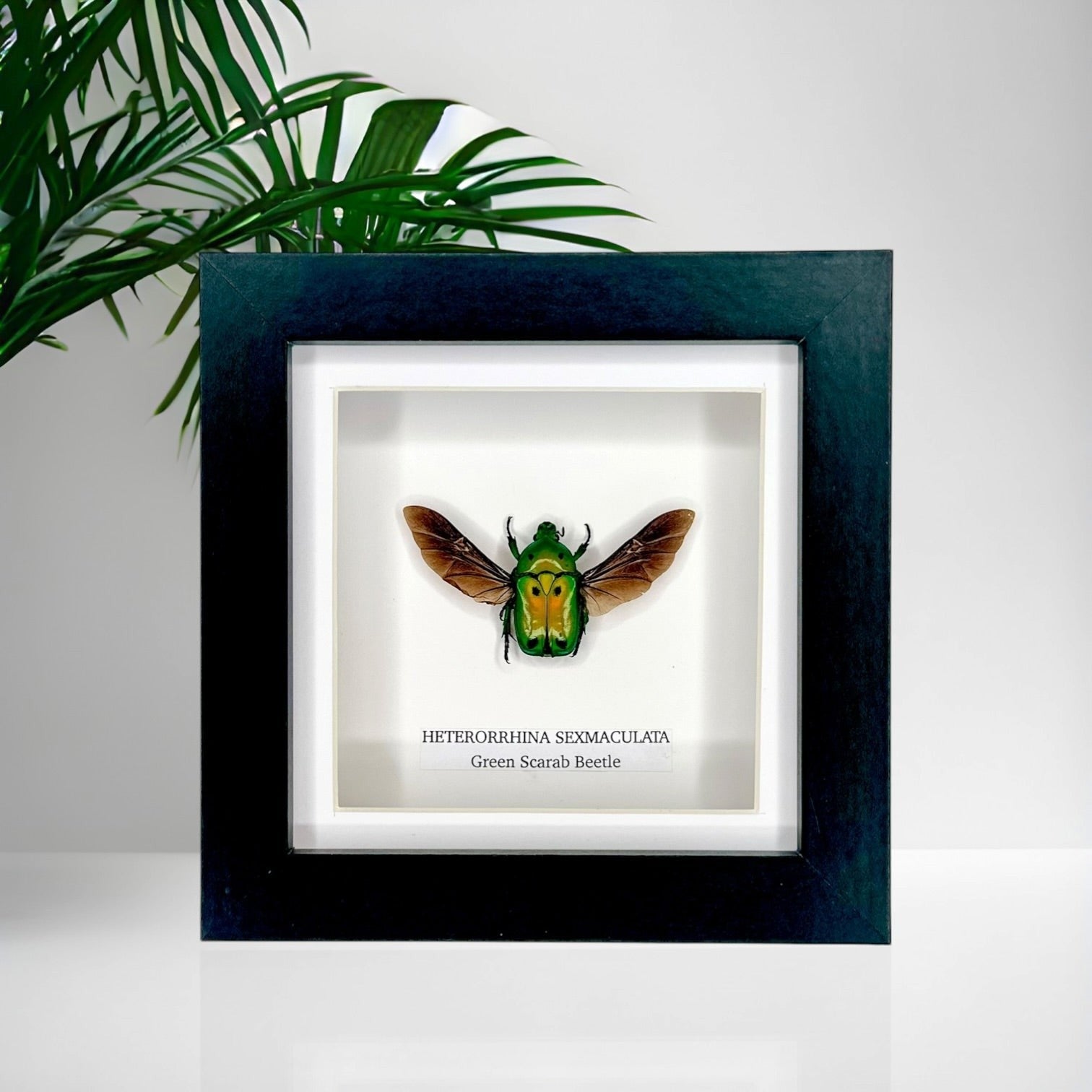 Green Scarab Beetle | Heterorrhina sexmaculata | In a Small Black shadow deep Frame - Insect Taxidermy Entomology Home Decor Framed Natural Art Handmade by cuteaholic gifts