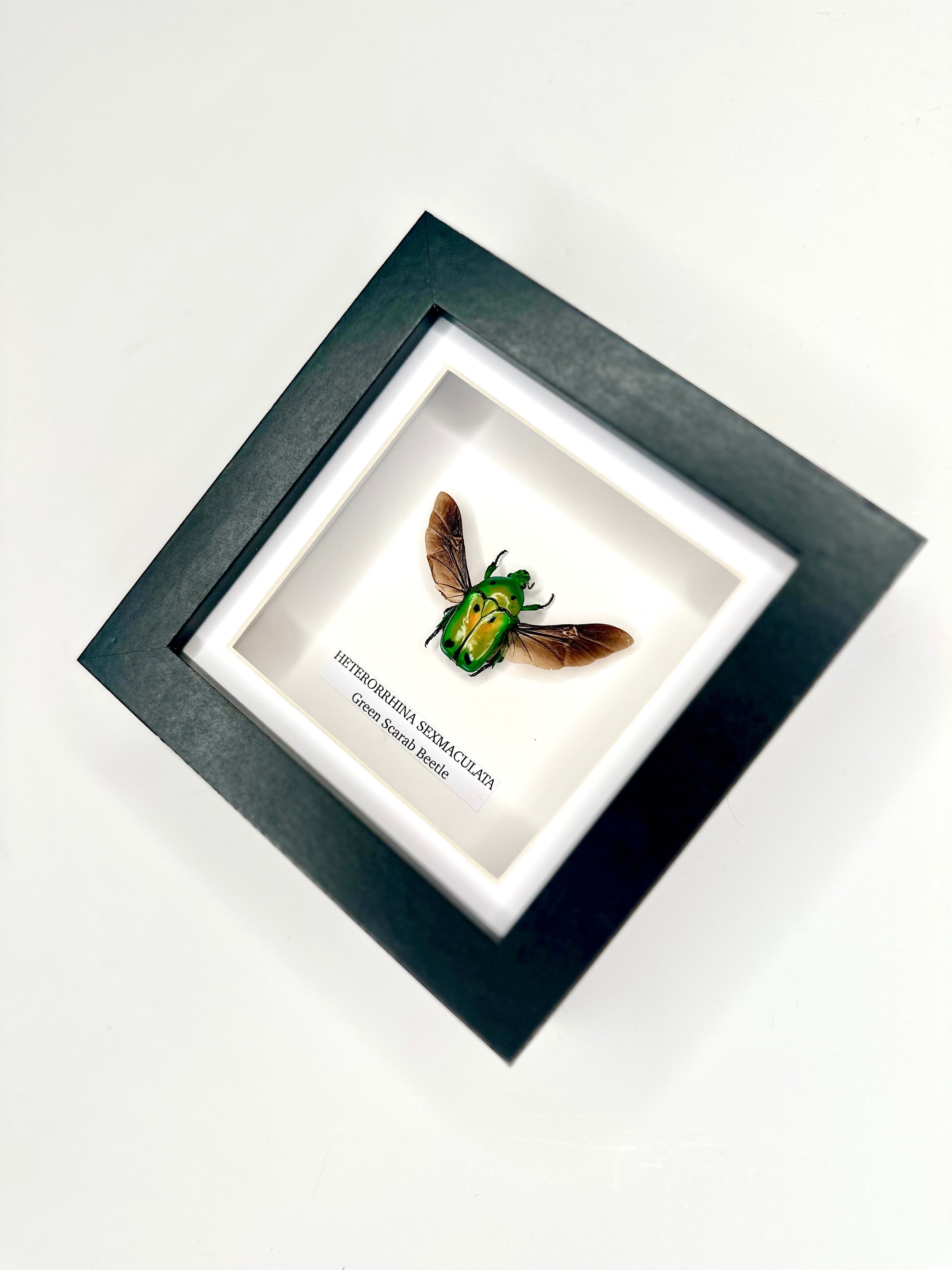 Green Scarab Beetle | Heterorrhina sexmaculata | In a Small Black shadow deep Frame - Insect Taxidermy Entomology Home Decor Framed Natural Art Handmade by cuteaholic gifts