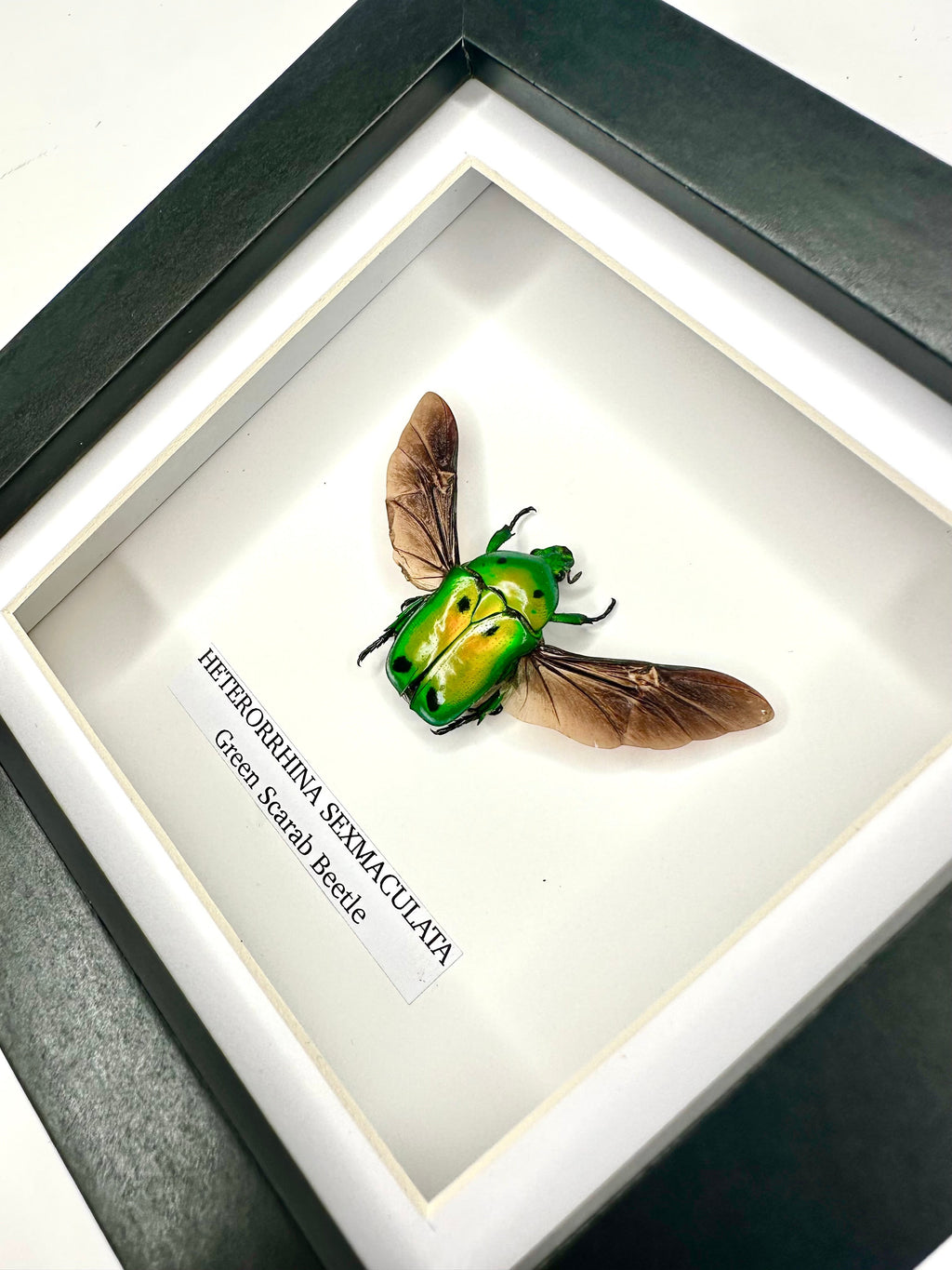Green Scarab Beetle | Heterorrhina sexmaculata | In a Small Black shadow deep Frame - Insect Taxidermy Entomology Home Decor Framed Natural Art Handmade by cuteaholic gifts