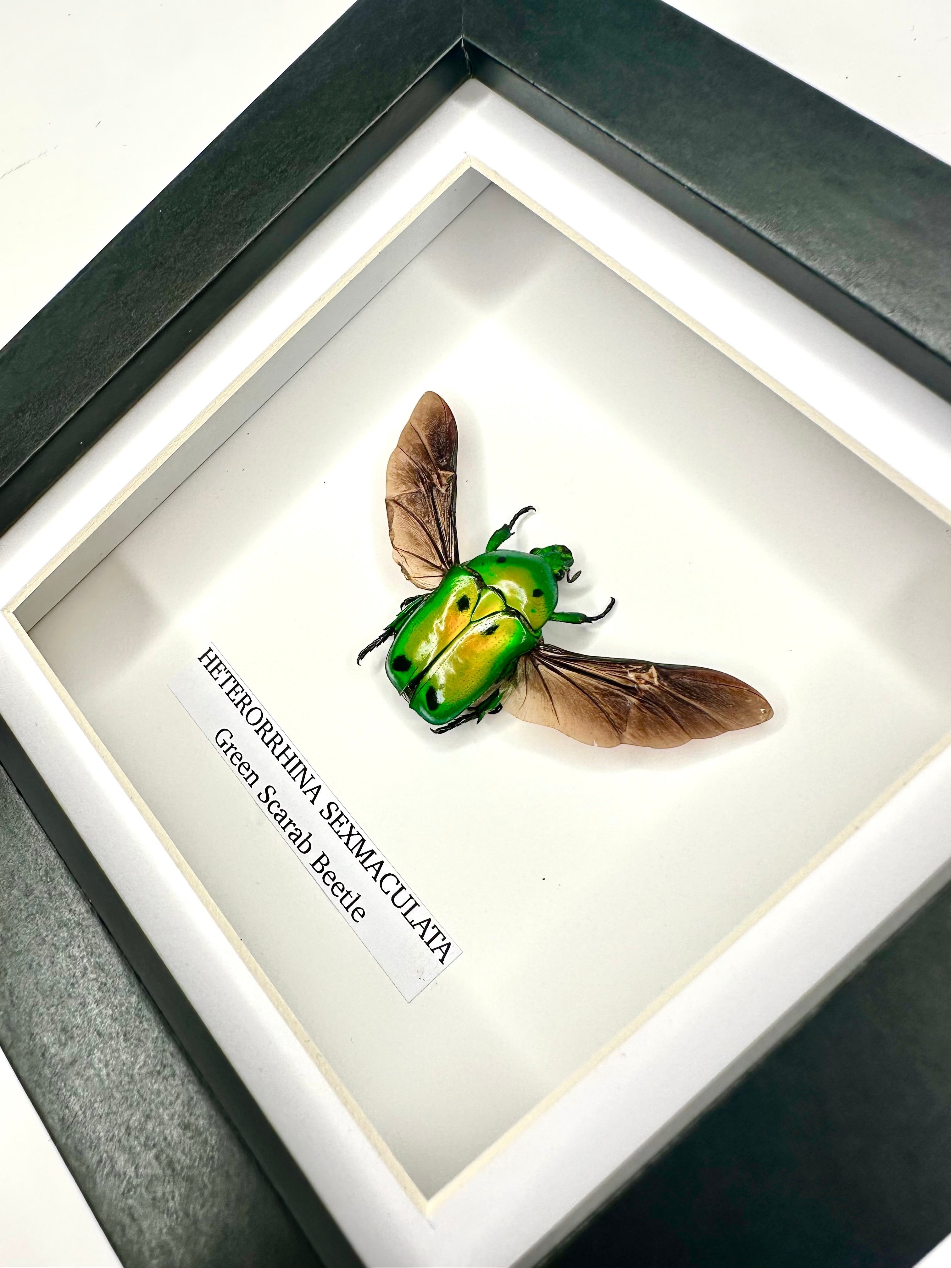 Green Scarab Beetle | Heterorrhina sexmaculata | In a Small Black shadow deep Frame - Insect Taxidermy Entomology Home Decor Framed Natural Art Handmade by cuteaholic gifts