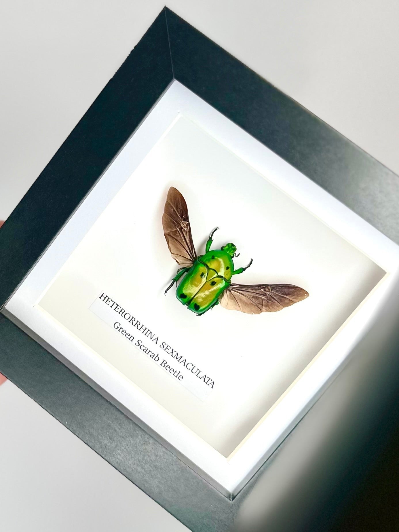Green Scarab Beetle | Heterorrhina sexmaculata | In a Small Black shadow deep Frame - Insect Taxidermy Entomology Home Decor Framed Natural Art Handmade by cuteaholic gifts