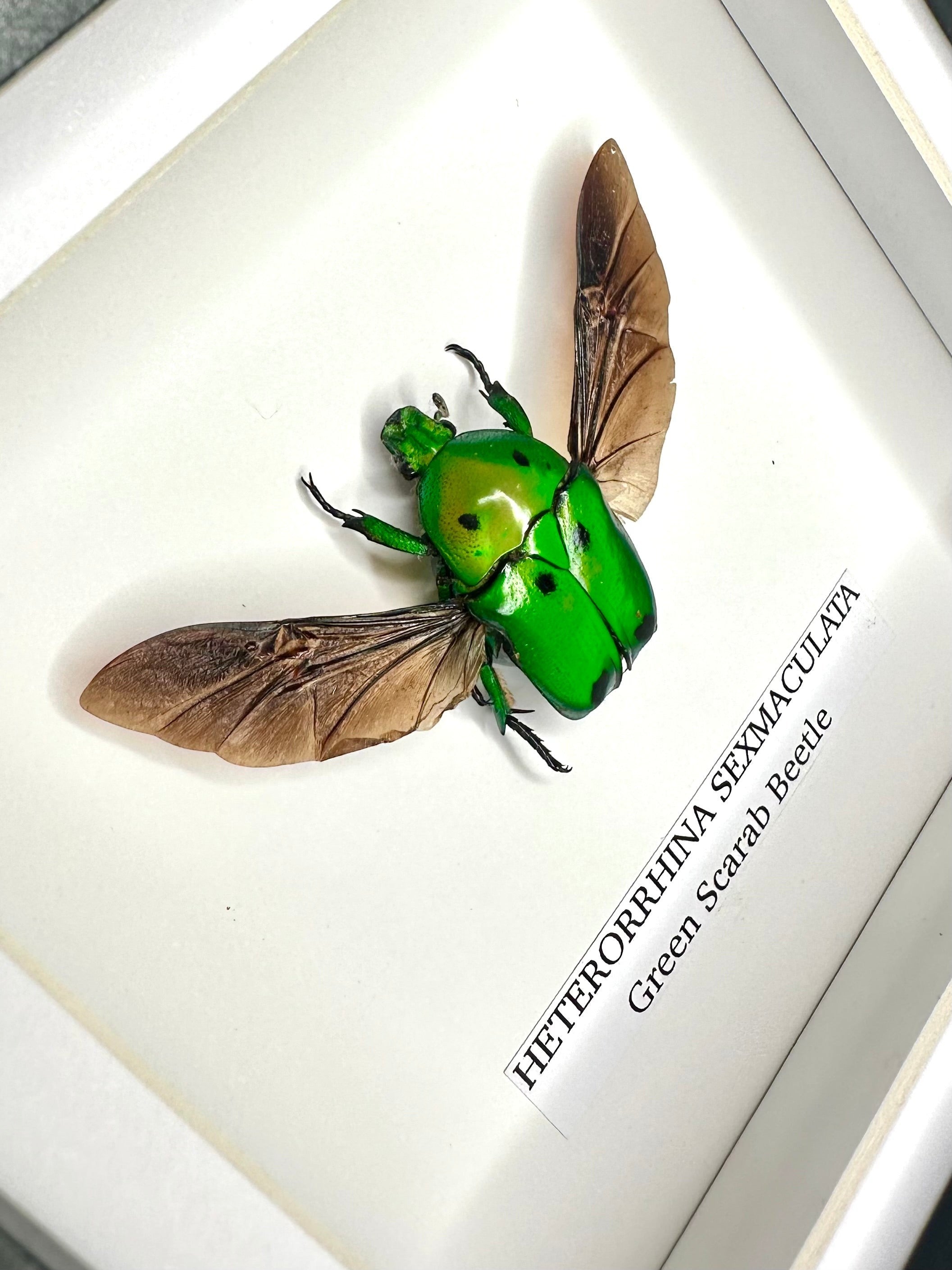 Green Scarab Beetle | Heterorrhina sexmaculata | In a Small Black shadow deep Frame - Insect Taxidermy Entomology Home Decor Framed Natural Art Handmade by cuteaholic gifts