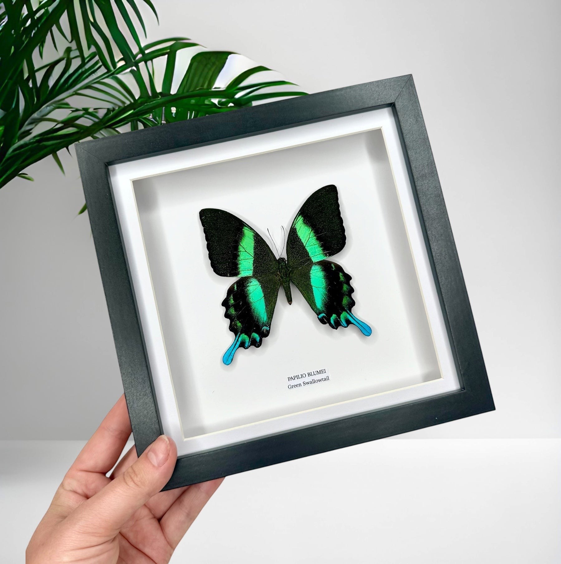 Green Swallowtail | Flying Papilio Blumei | Medium black deep shadow Frame - Taxidermy Entomology Home Decor Framed Natural Art handmade by cuteaholic gifts