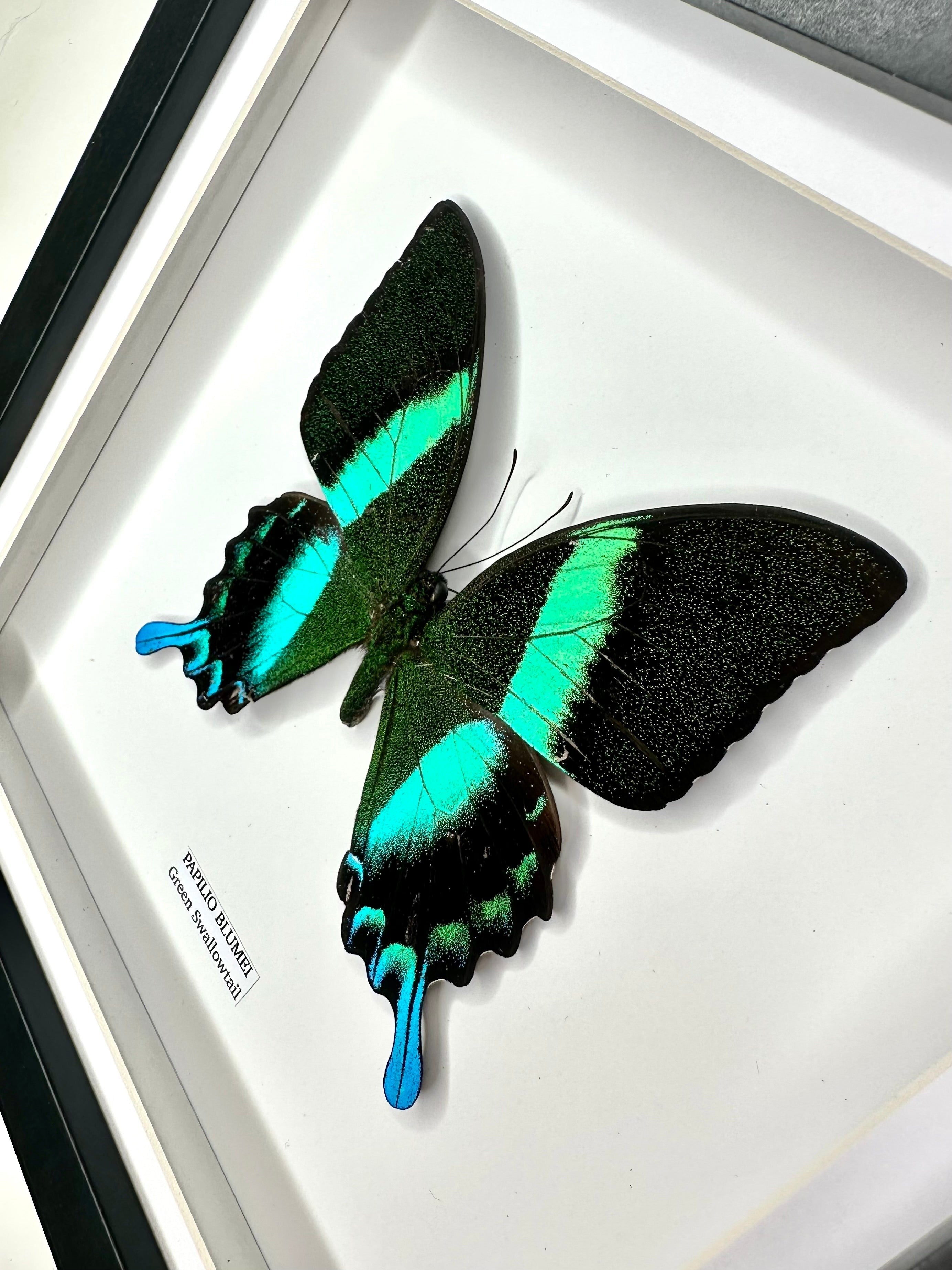Green Swallowtail | Flying Papilio Blumei | Medium black deep shadow Frame - Taxidermy Entomology Home Decor Framed Natural Art handmade by cuteaholic gifts
