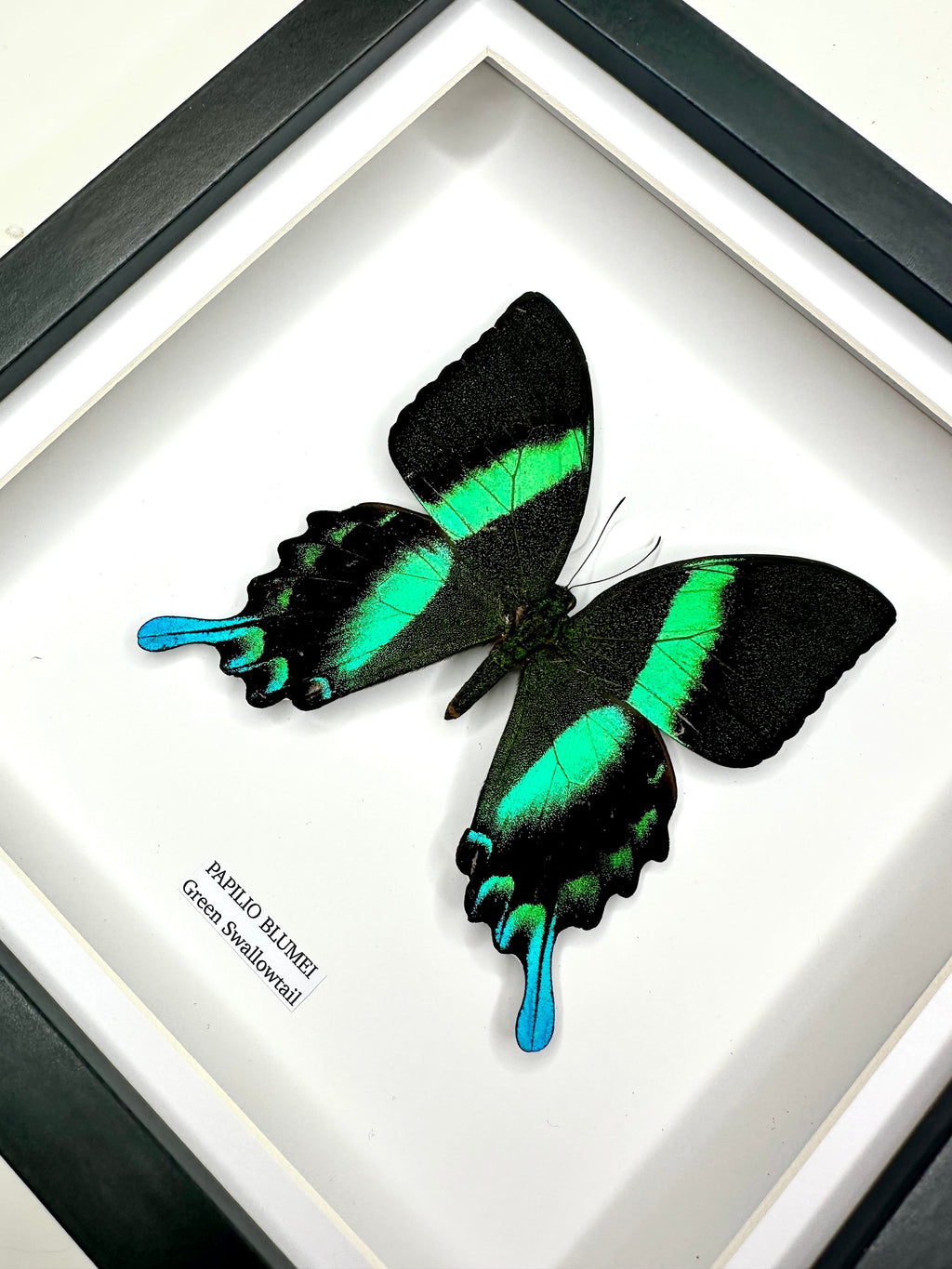 Green Swallowtail | Flying Papilio Blumei | Medium black deep shadow Frame - Taxidermy Entomology Home Decor Framed Natural Art handmade by cuteaholic gifts