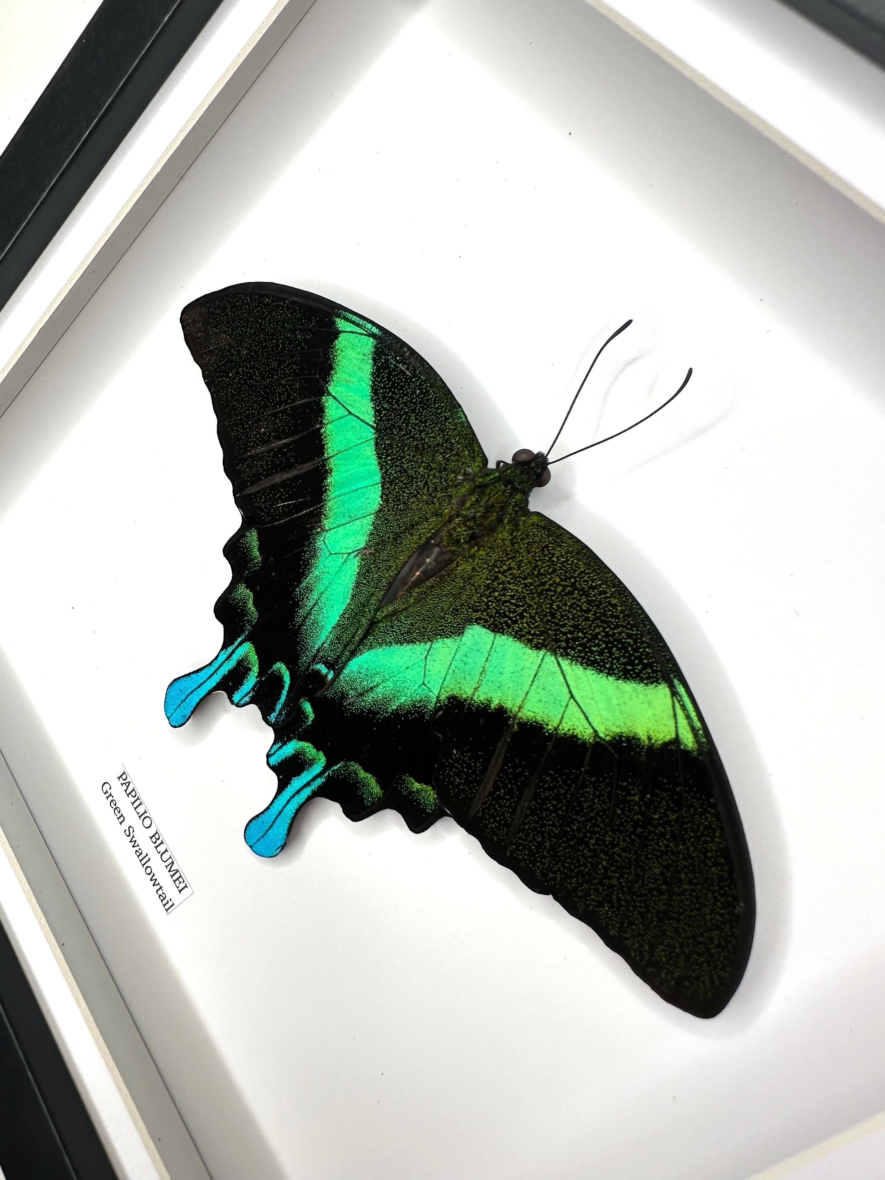 Green Swallowtail | Resting Papilio Blumei | Medium black deep shadow Frame - Taxidermy Entomology Home Decor Framed Natural Art handmade by cuteaholic gifts
