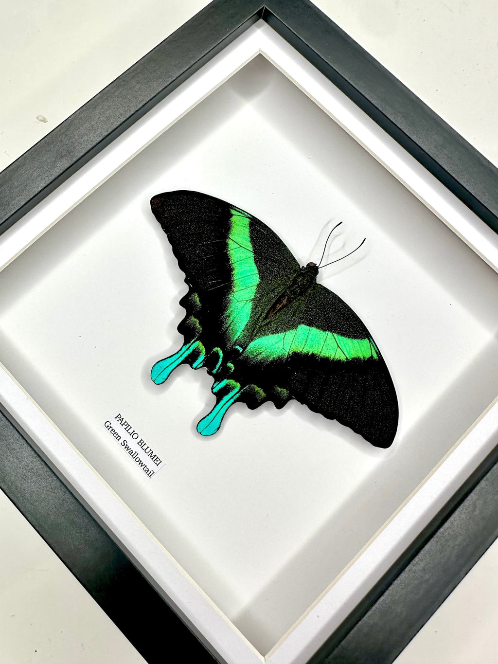 Green Swallowtail | Resting Papilio Blumei | Medium black deep shadow Frame - Taxidermy Entomology Home Decor Framed Natural Art handmade by cuteaholic gifts