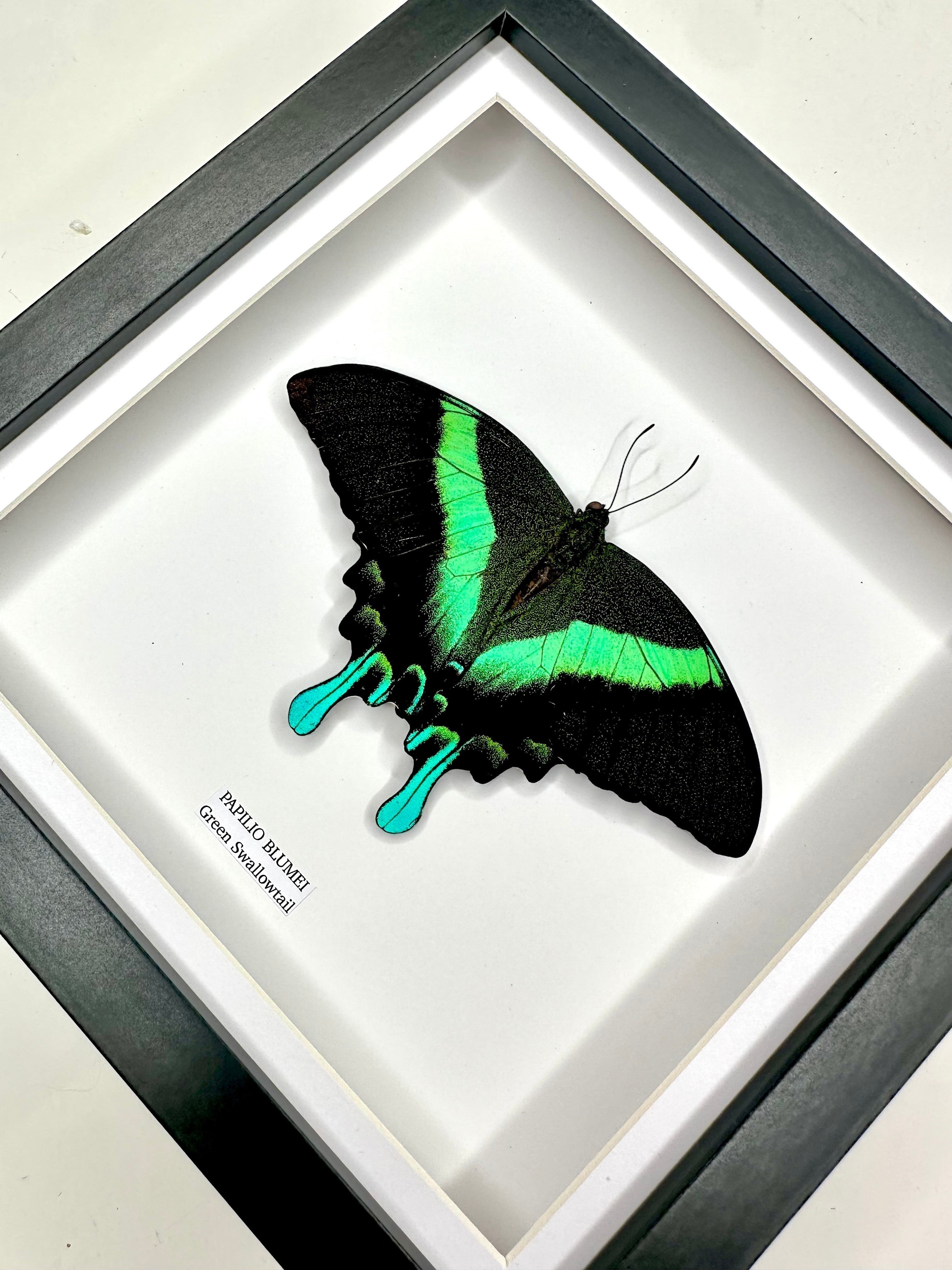Green Swallowtail | Resting Papilio Blumei | Medium black deep shadow Frame - Taxidermy Entomology Home Decor Framed Natural Art handmade by cuteaholic gifts