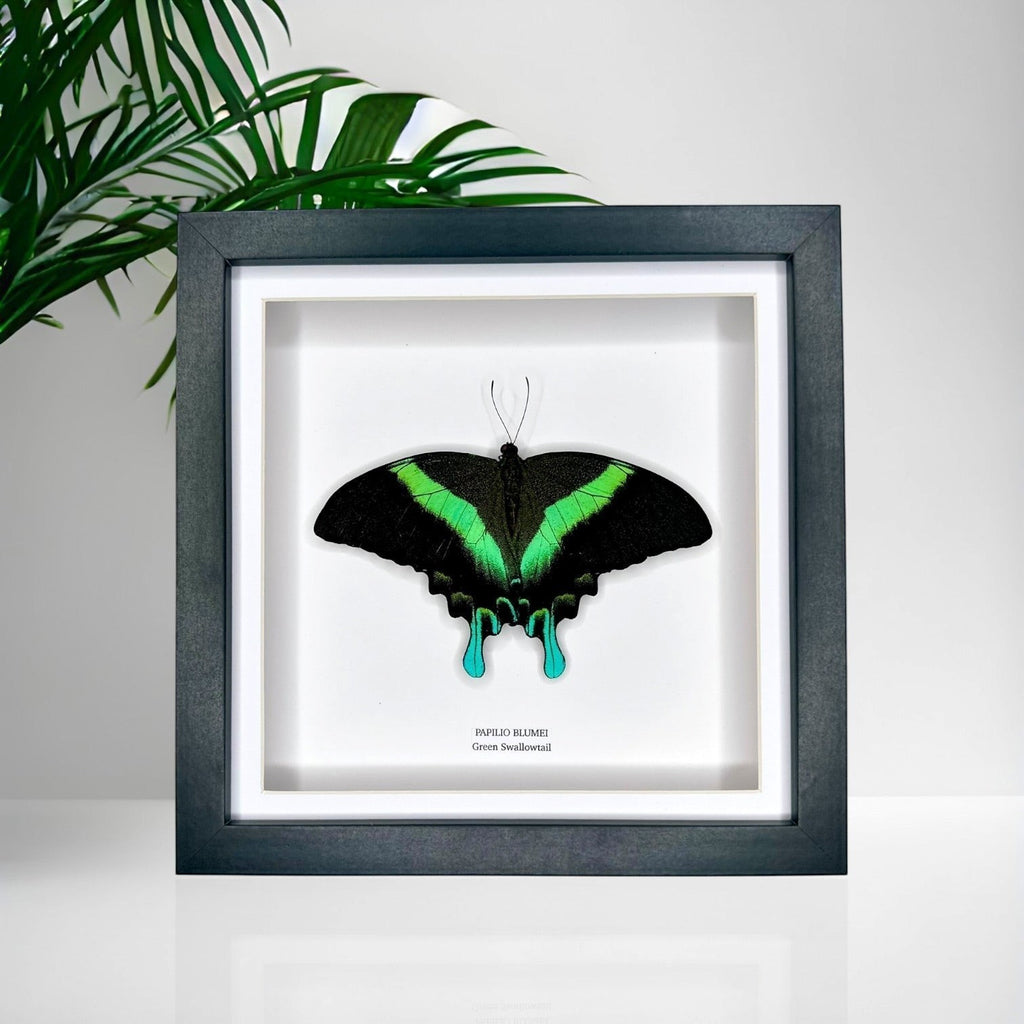 Green Swallowtail | Resting Papilio Blumei | Medium black deep shadow Frame - Taxidermy Entomology Home Decor Framed Natural Art handmade by cuteaholic gifts