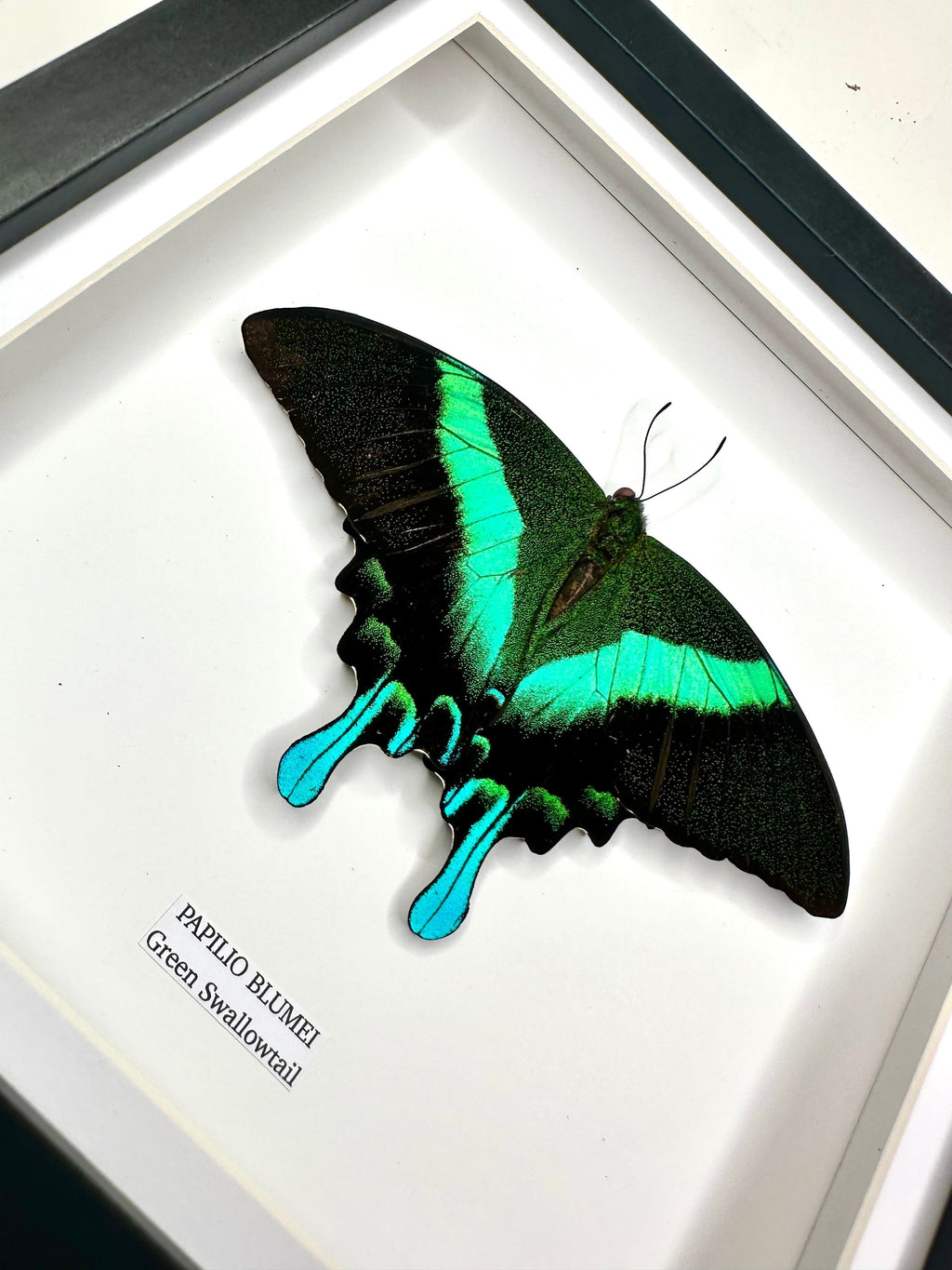 Green Swallowtail | Resting Papilio Blumei | Medium black deep shadow Frame - Taxidermy Entomology Home Decor Framed Natural Art handmade by cuteaholic gifts