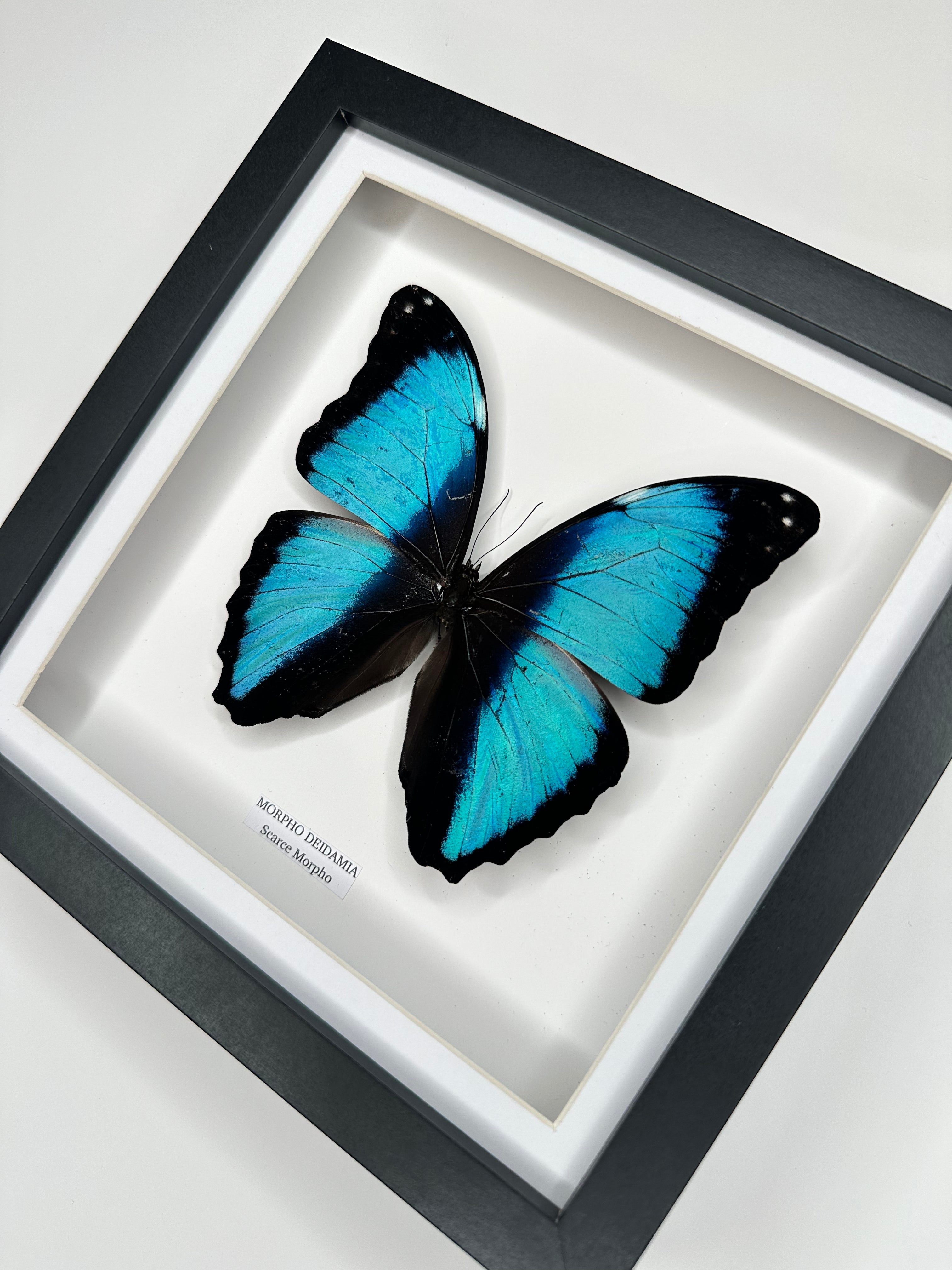 Scarce Morpho (Morpho Deidamia) – Medium Frame