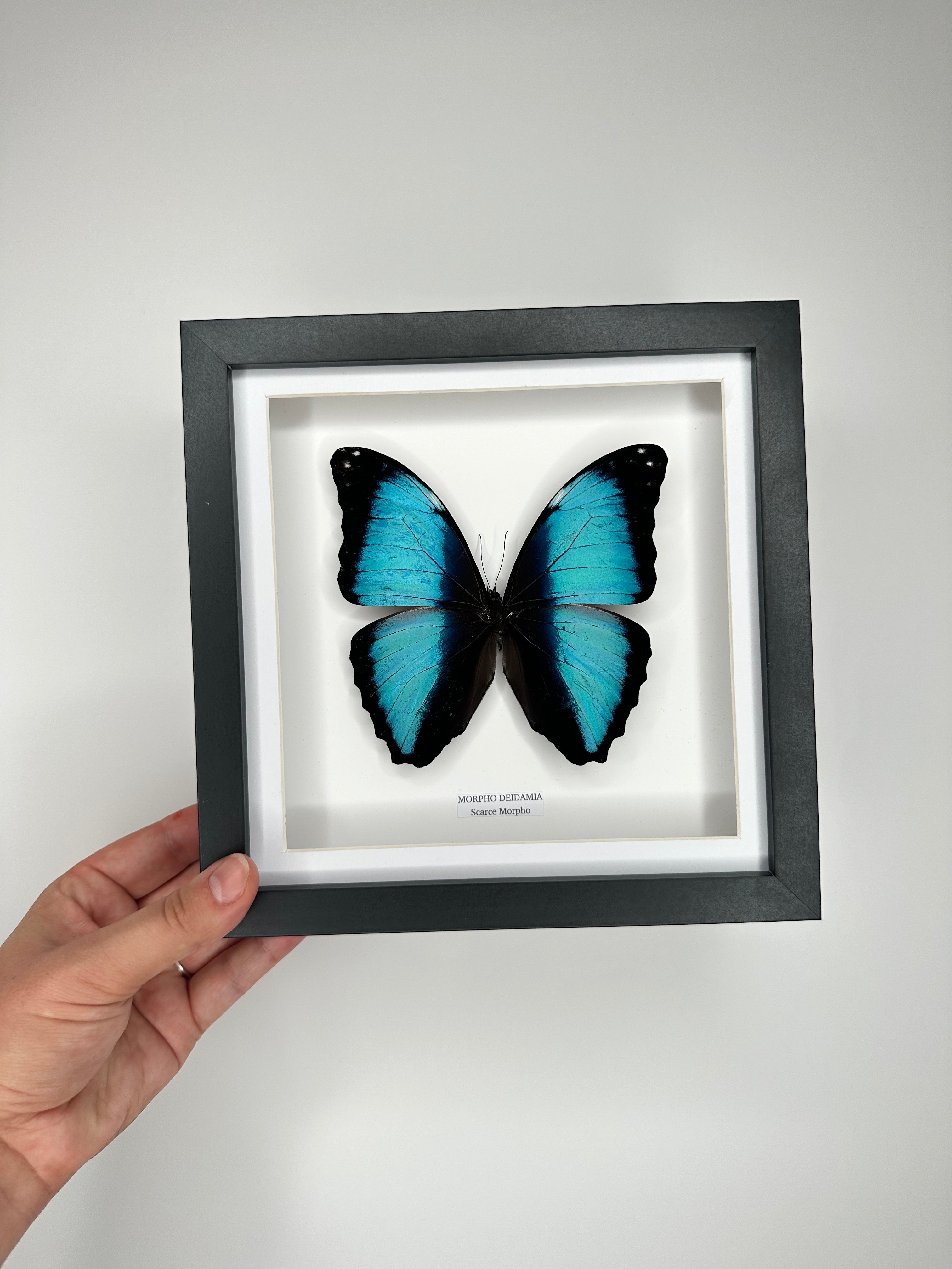 Scarce Morpho (Morpho Deidamia) – Medium Frame